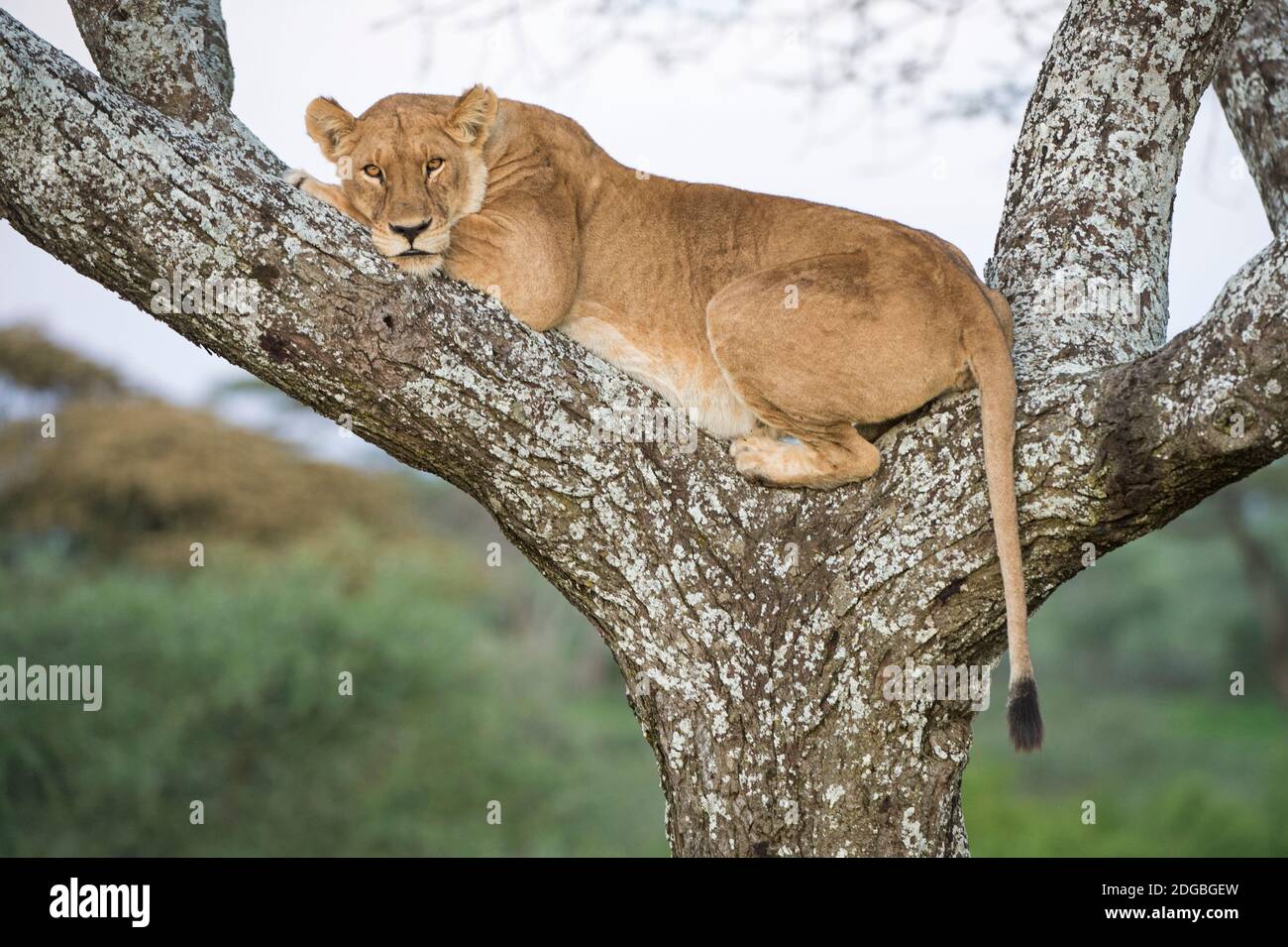 African Lioness (Panthera leo) resting on a tree, Ndutu, Ngorongoro Conservation Area, Tanzania Stock Photo