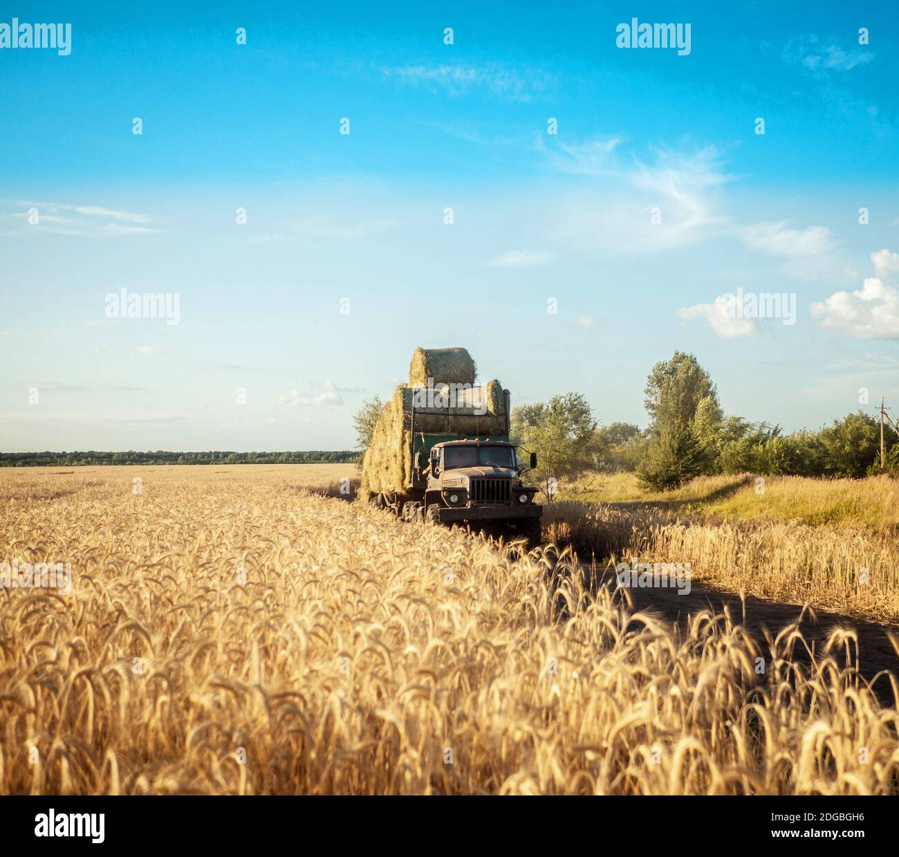 Truck with wheat field, gold corn ready to harvest aerial view Stock Photo