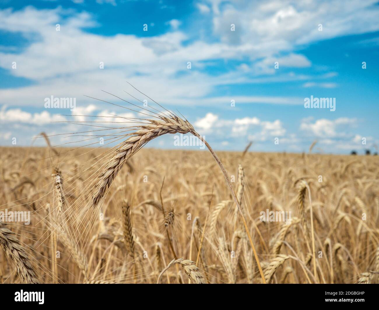 Close shot of field , wheat corn ready to harvest aerial view Stock Photo