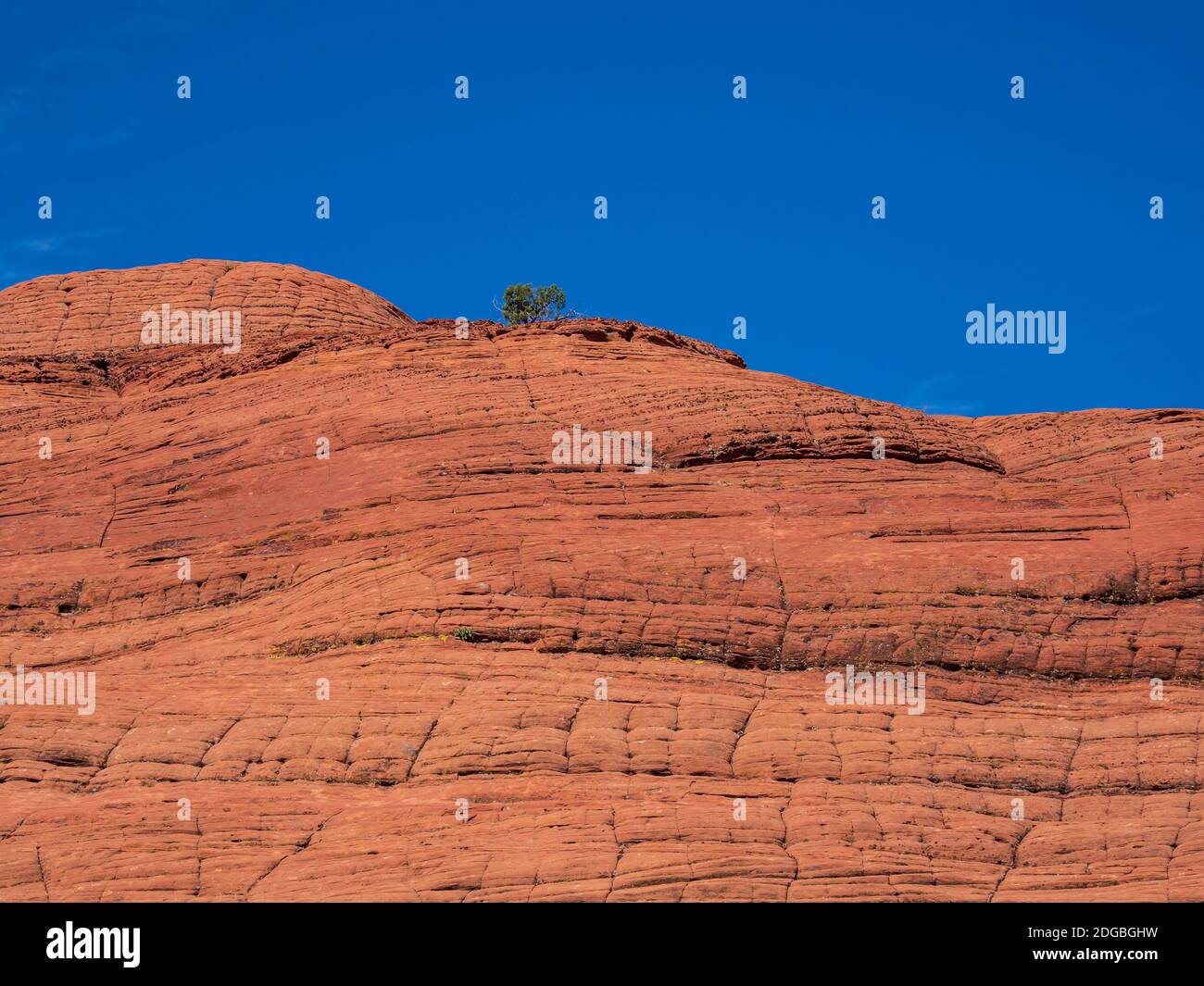 https://c8.alamy.com/comp/2DGBGHW/red-navajo-sandstone-in-the-petrified-dunes-snow-canyon-state-park-saint-george-utah-2DGBGHW.jpg
