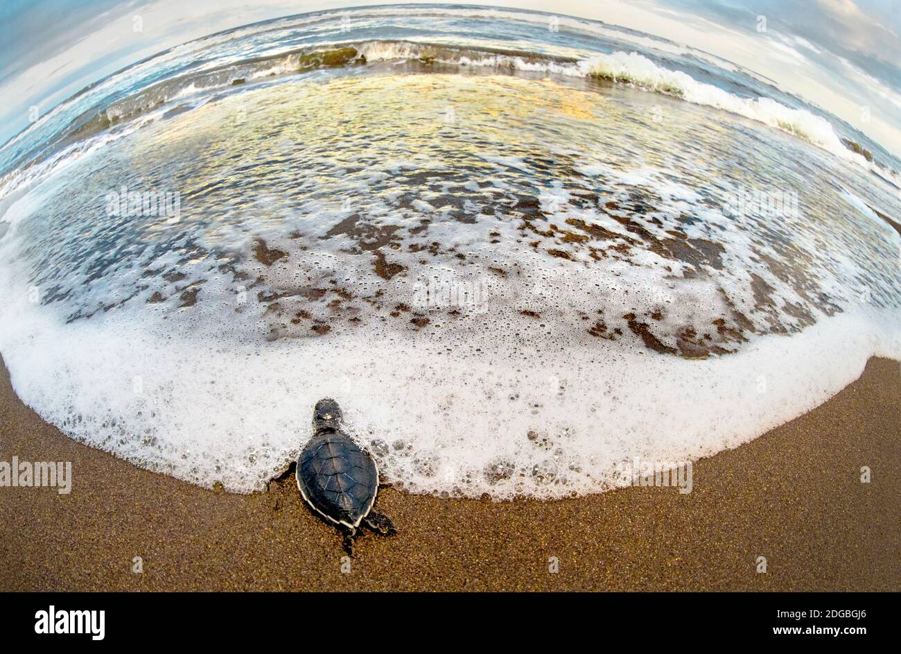 Green sea Turtle (Chelonia mydas) hatchling on beach, Tortuguero, Costa Rica Stock Photo