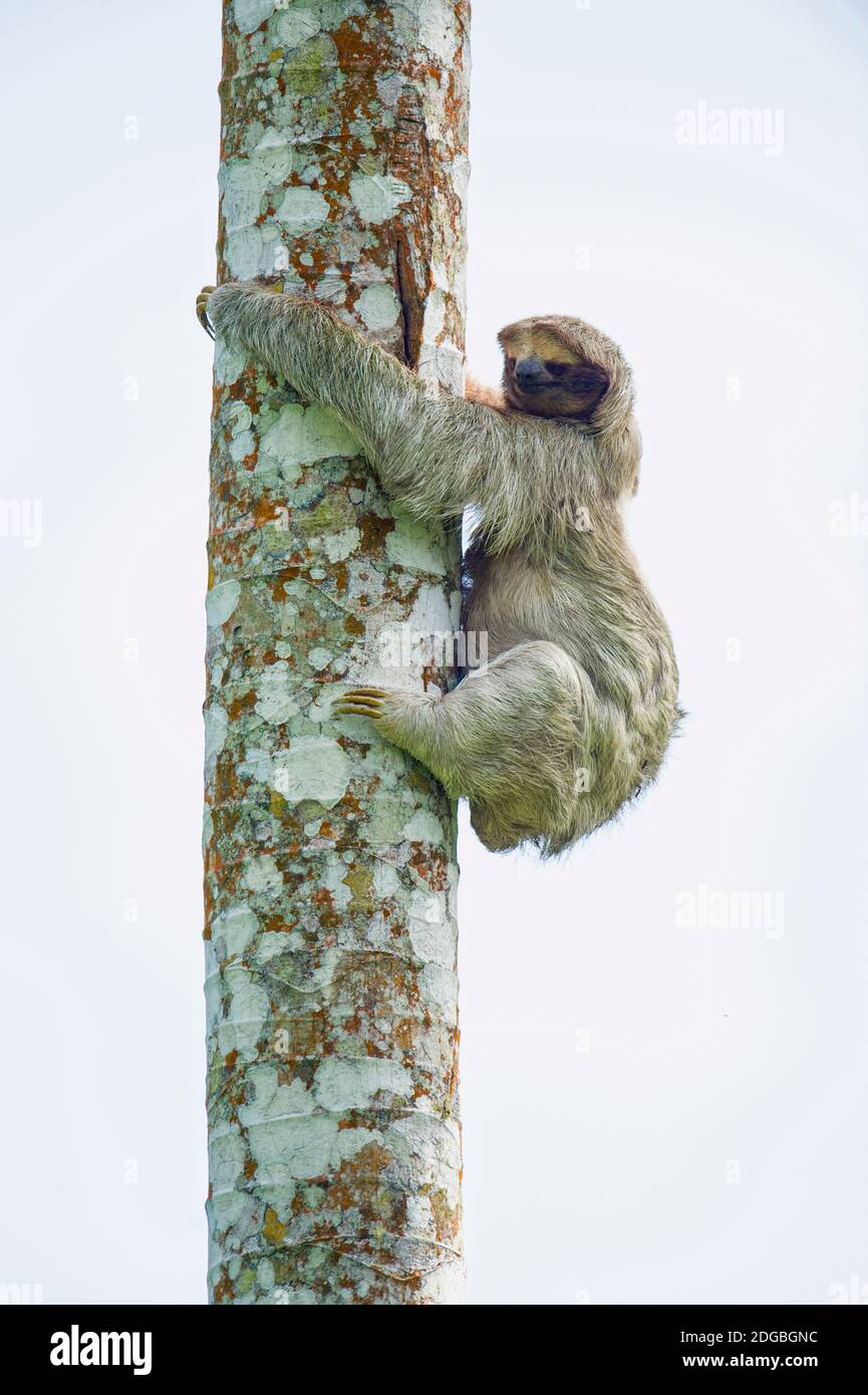 Three-Toed Sloth (Bradypus tridactylus) climbing on a tree, Sarapiqui, Costa Rica Stock Photo