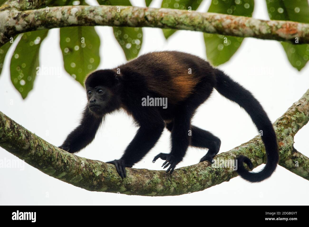 Black Howler (Alouatta caraya) monkey, Sarapiqui, Costa Rica Stock Photo