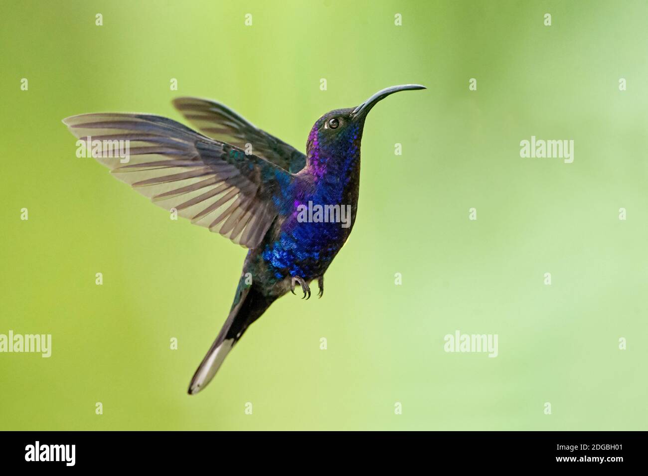 Violet sabrewing (Campylopterus hemileucurus), Savegre, Costa Rica Stock Photo