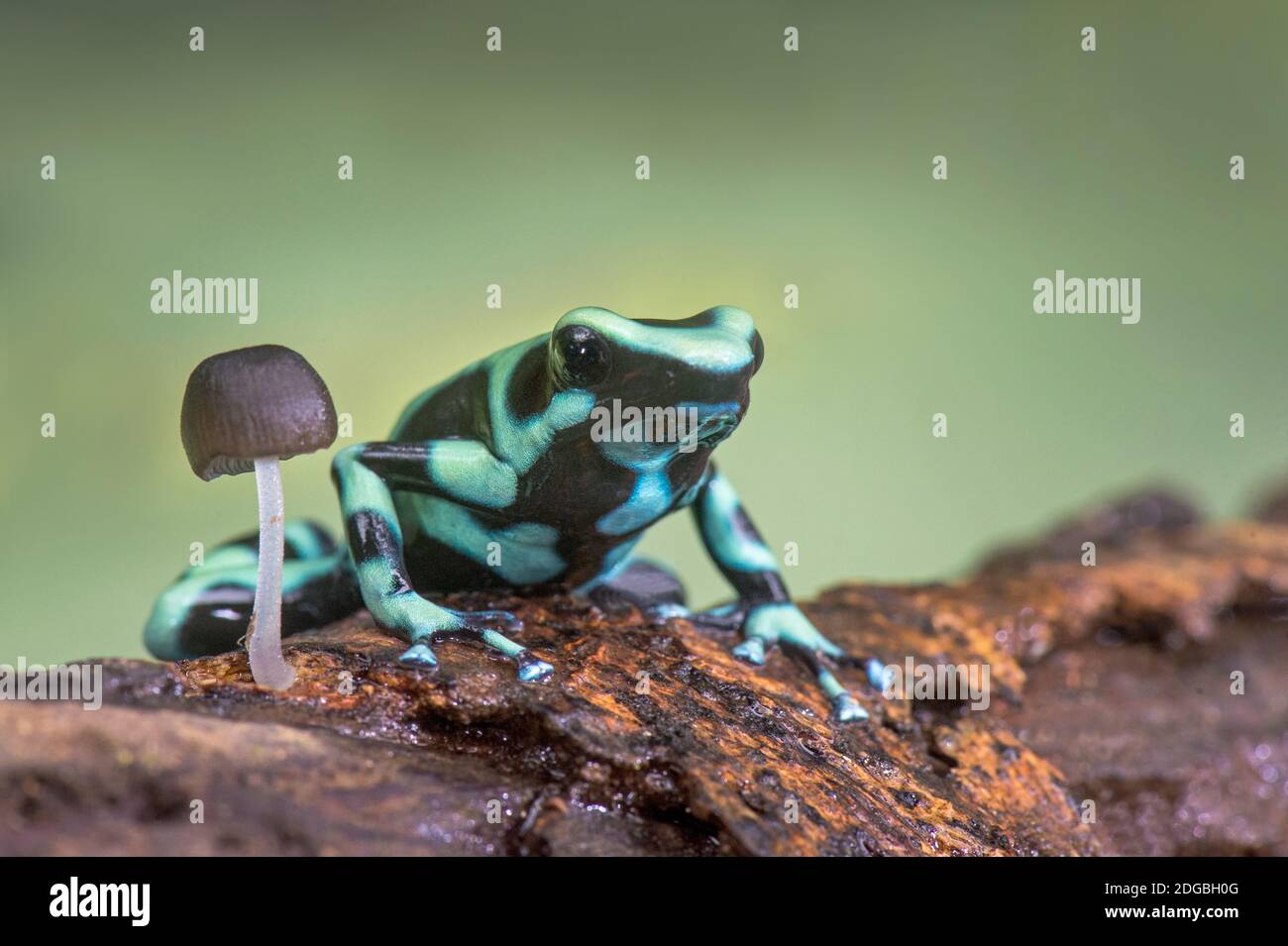Green and Black Poison Dart Frog (Dendrobates auratus), Sarapiqui, Costa Rica Stock Photo