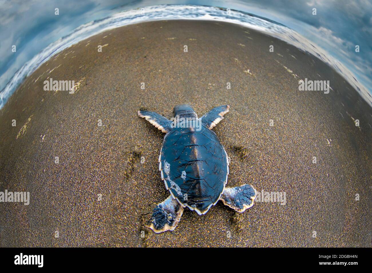 Green sea Turtle (Chelonia mydas) hatchling, Tortuguero, Costa Rica Stock Photo