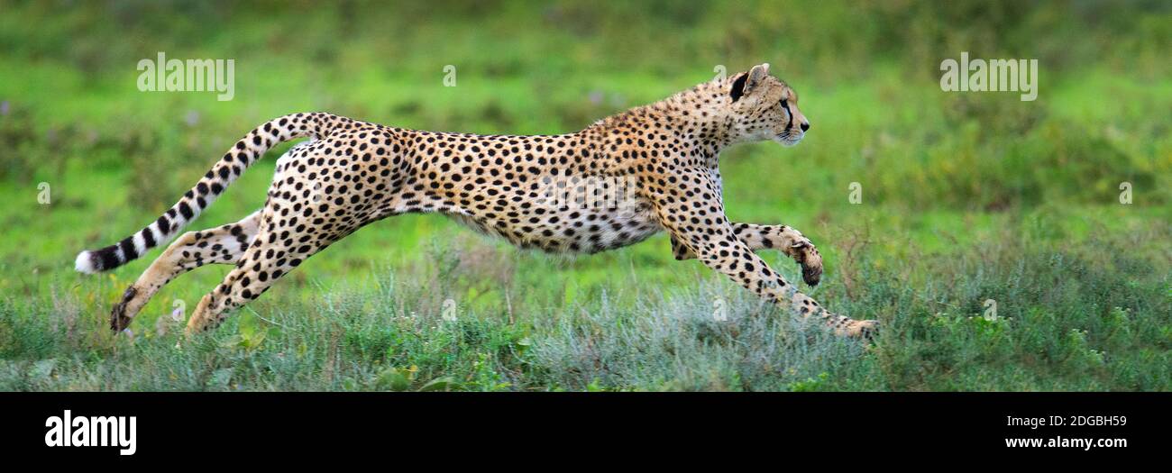 Cheetah (Acinonyx jubatus) hunting, Ndutu, Ngorongoro Conservation Area, Tanzania Stock Photo