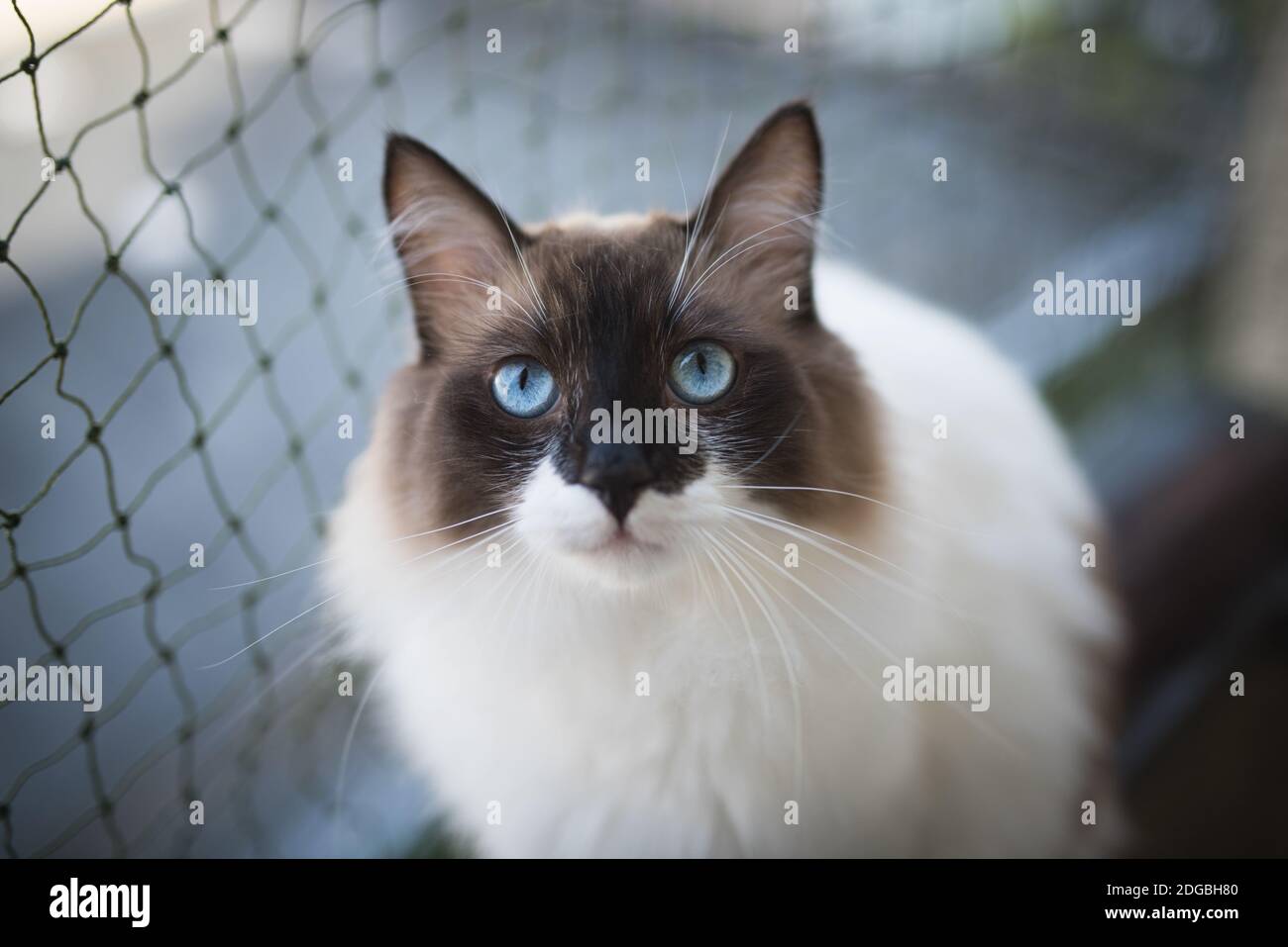ragdoll cat sitting on balcony in front of cat safety net looking at camera Stock Photo