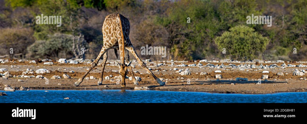 Giraffe (Giraffa camelopardalis) drinking at waterhole, Etosha National Park, Namibia Stock Photo