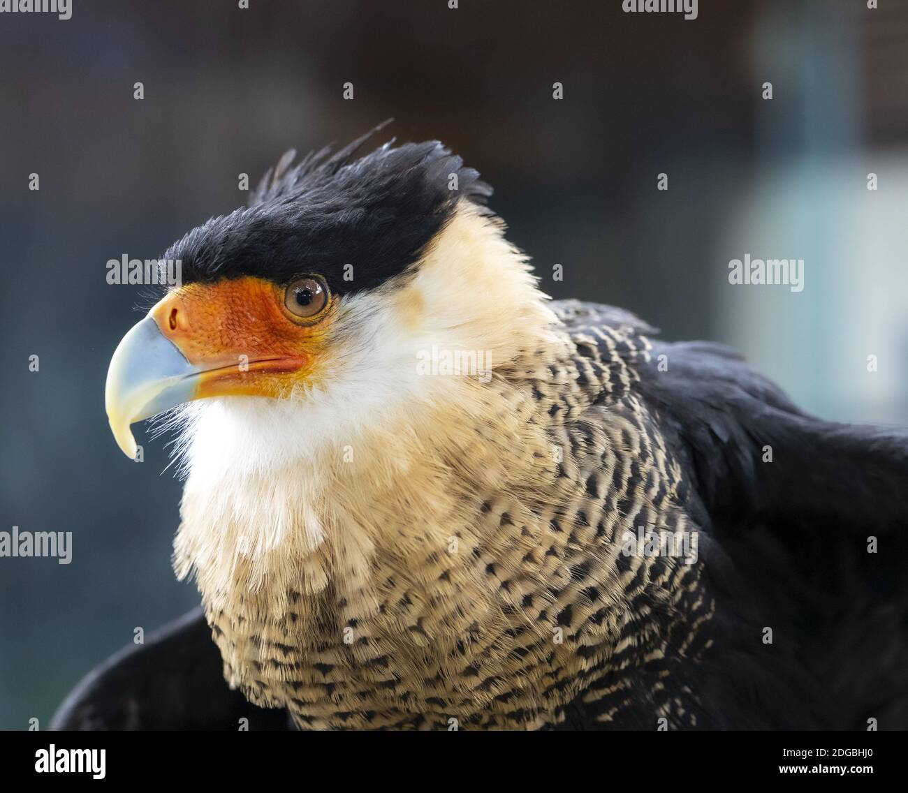 A Caracara Bird Sits In The Afternoon Sun Outdoors Stock Photo