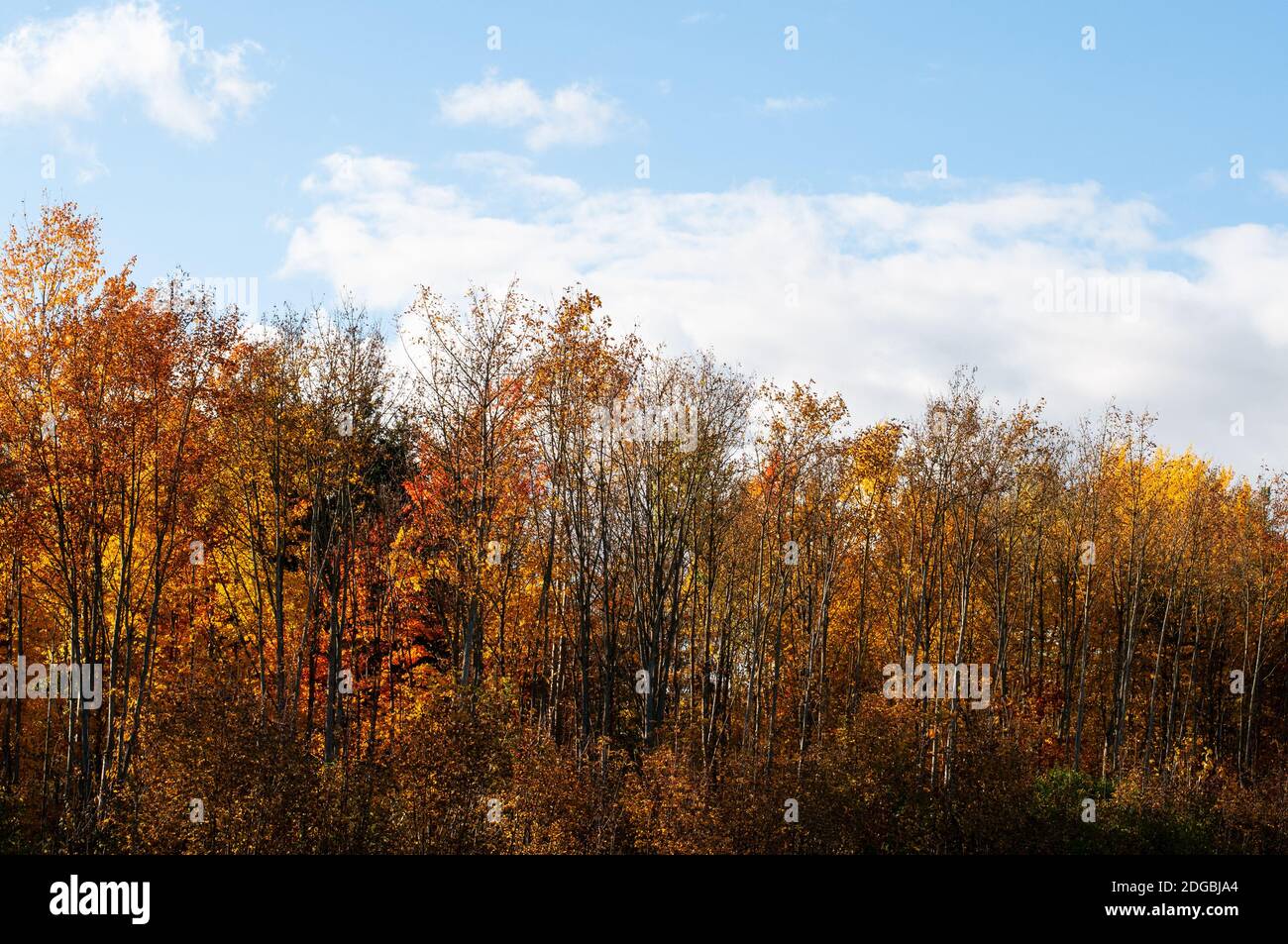 blue sky with white clouds over deciduous forest in autumn leaf colors ...