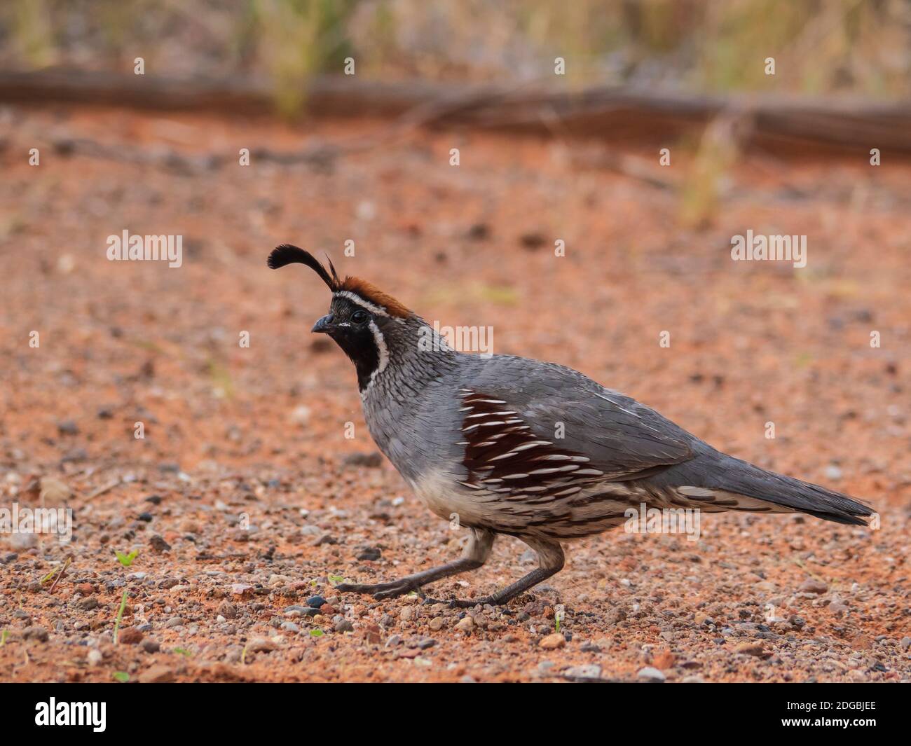 State park wildlife hi-res stock photography and images - Alamy