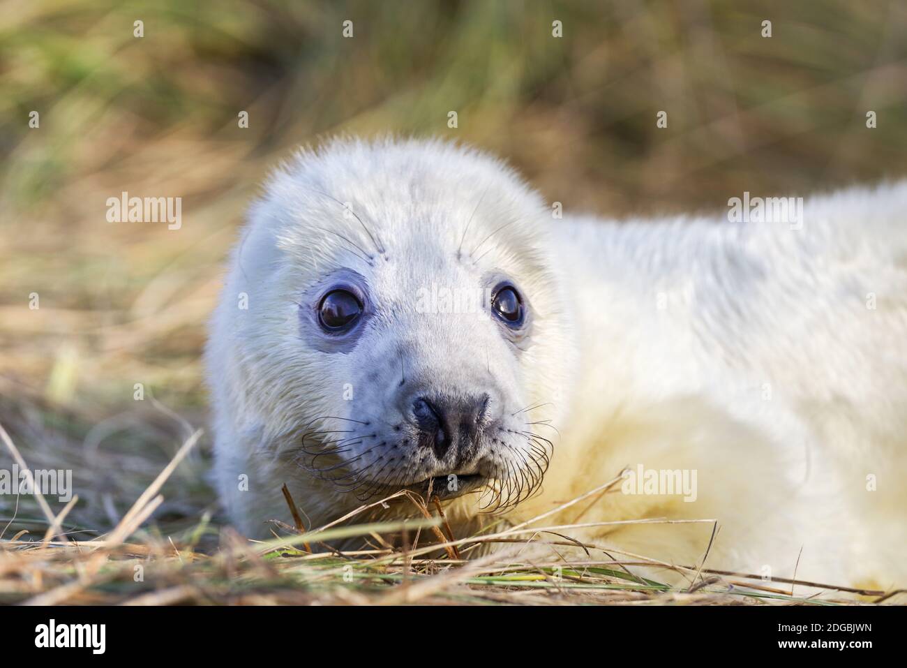 Newborn seal pup at Horsey Beach in Norfolk, UK Stock Photo