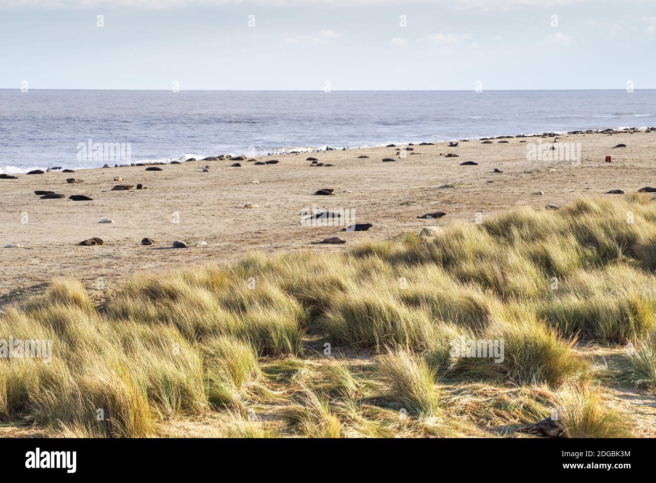 Grey seals scattered along Horsey Beach in Norfolk during pupping season Stock Photo