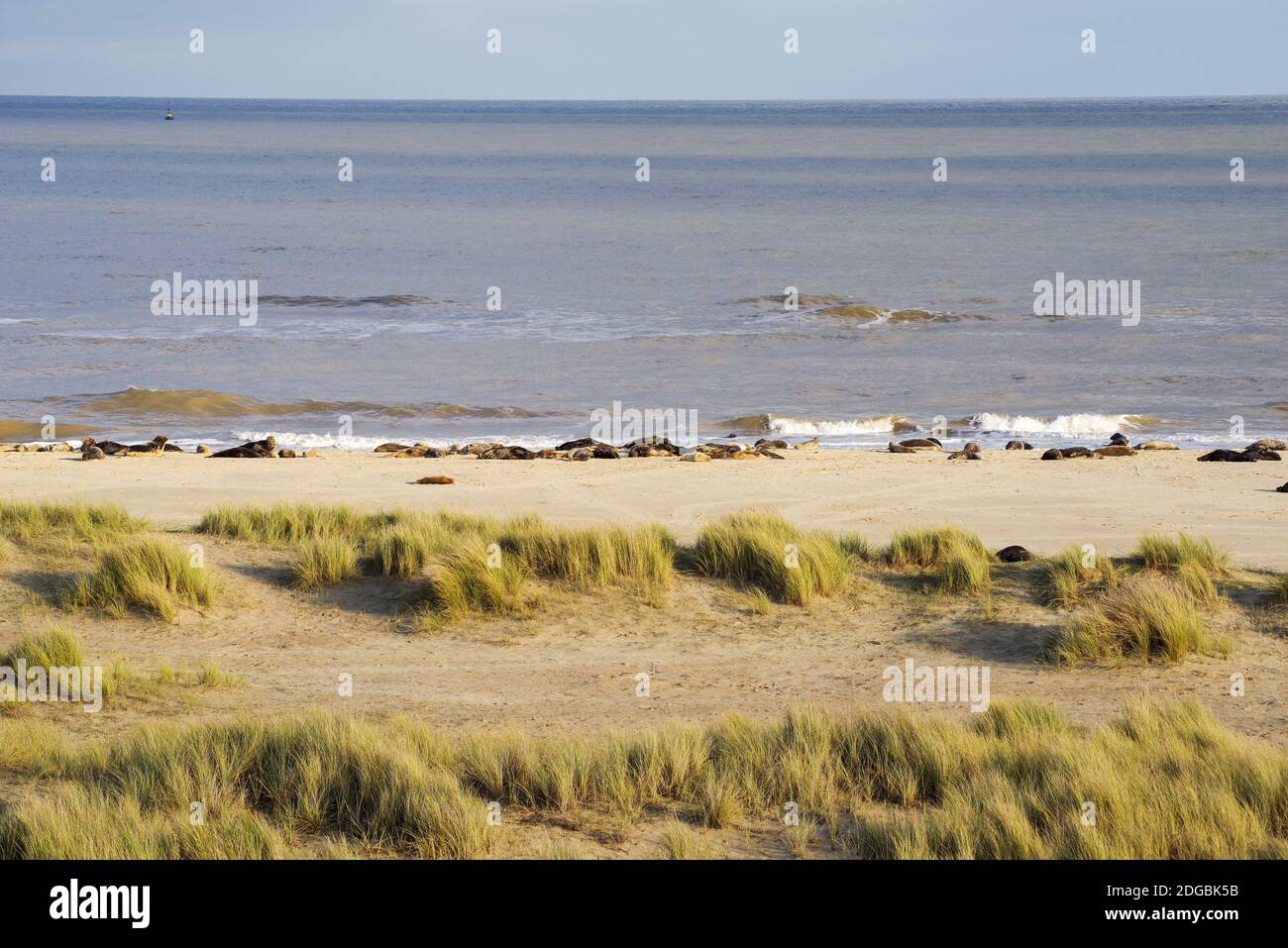 Grey seals scattered along Horsey Beach in Norfolk during pupping season Stock Photo