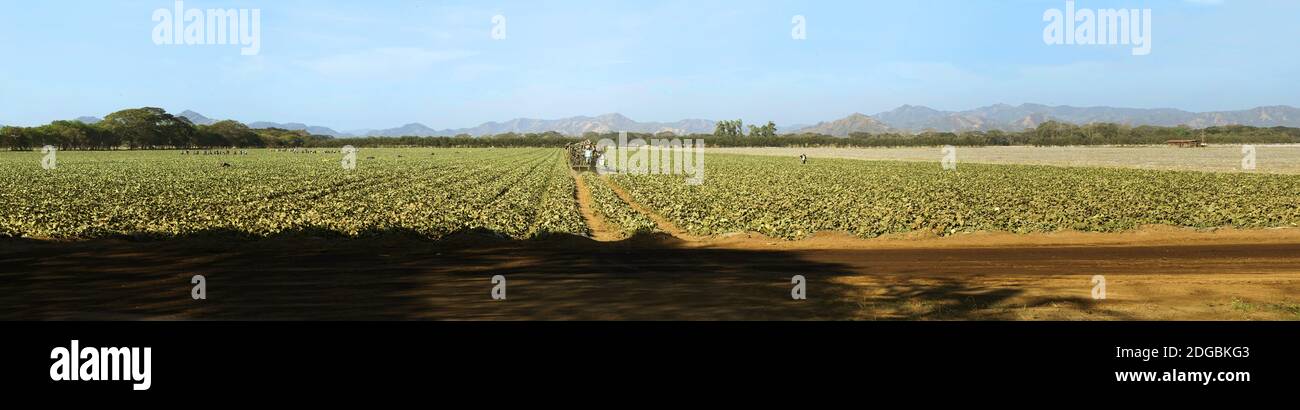 View of cantaloup field, Costa Rica Stock Photo