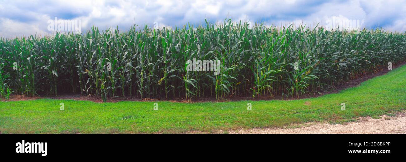 Corn field, Coles, Philo, Urbana, Champaign County, Illinois, USA Stock Photo