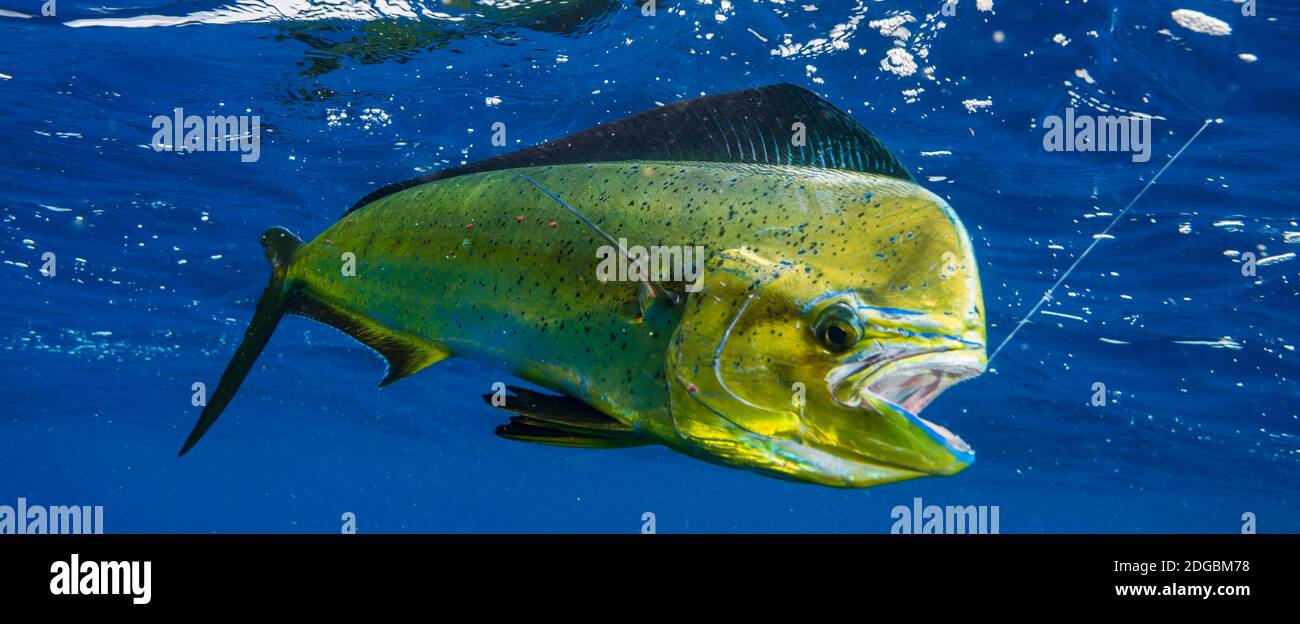 Dorado (Coryphaena hippurus) is seen to be caught with fishing line coming out of the mouth, Durban, South Africa Stock Photo