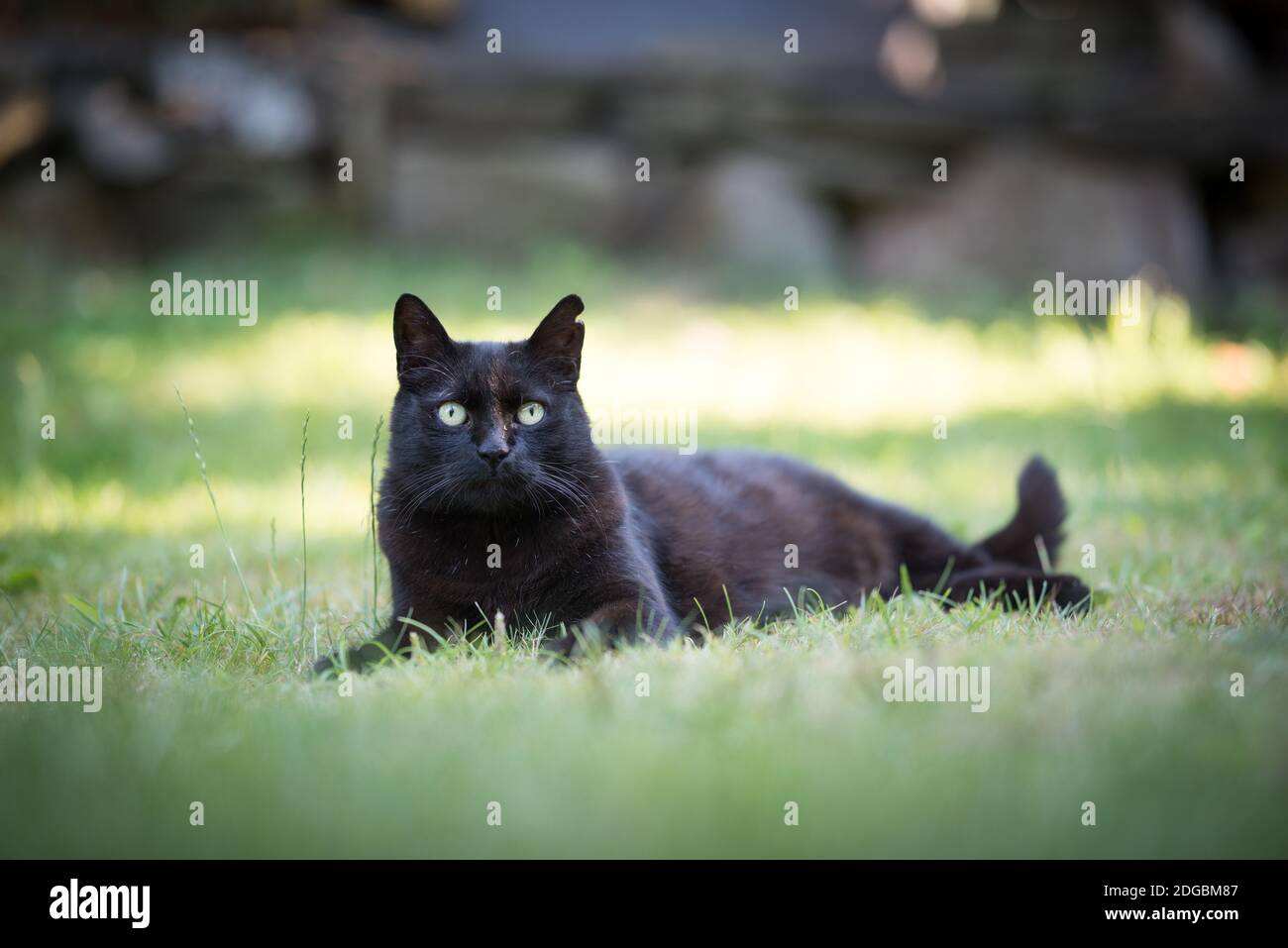 Black cat lying on grass hi-res stock photography and images - Alamy