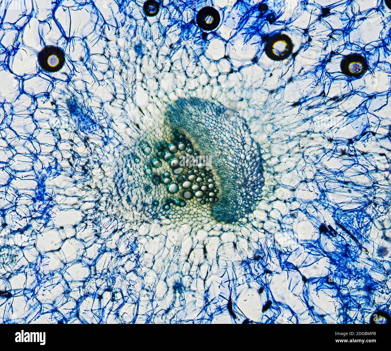 Celery stem with vessel element, cross section, stained with methylene blue, optical microscpoe. Magnification 160x. Frame width is about 250-300 nm Stock Photo