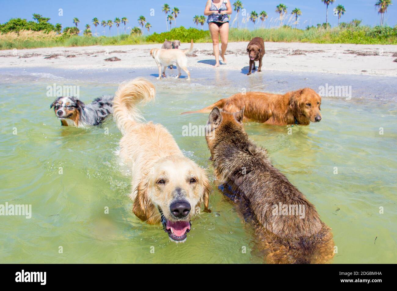 Woman playing on beach with seven dogs, Florida, USA Stock Photo