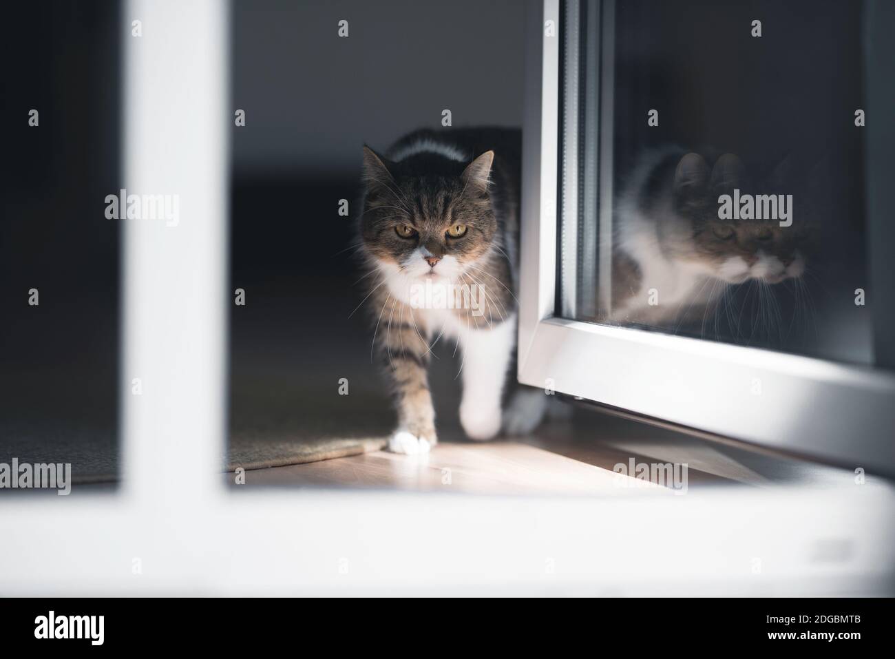 tabby british shorthair cat walking through door gap Stock Photo