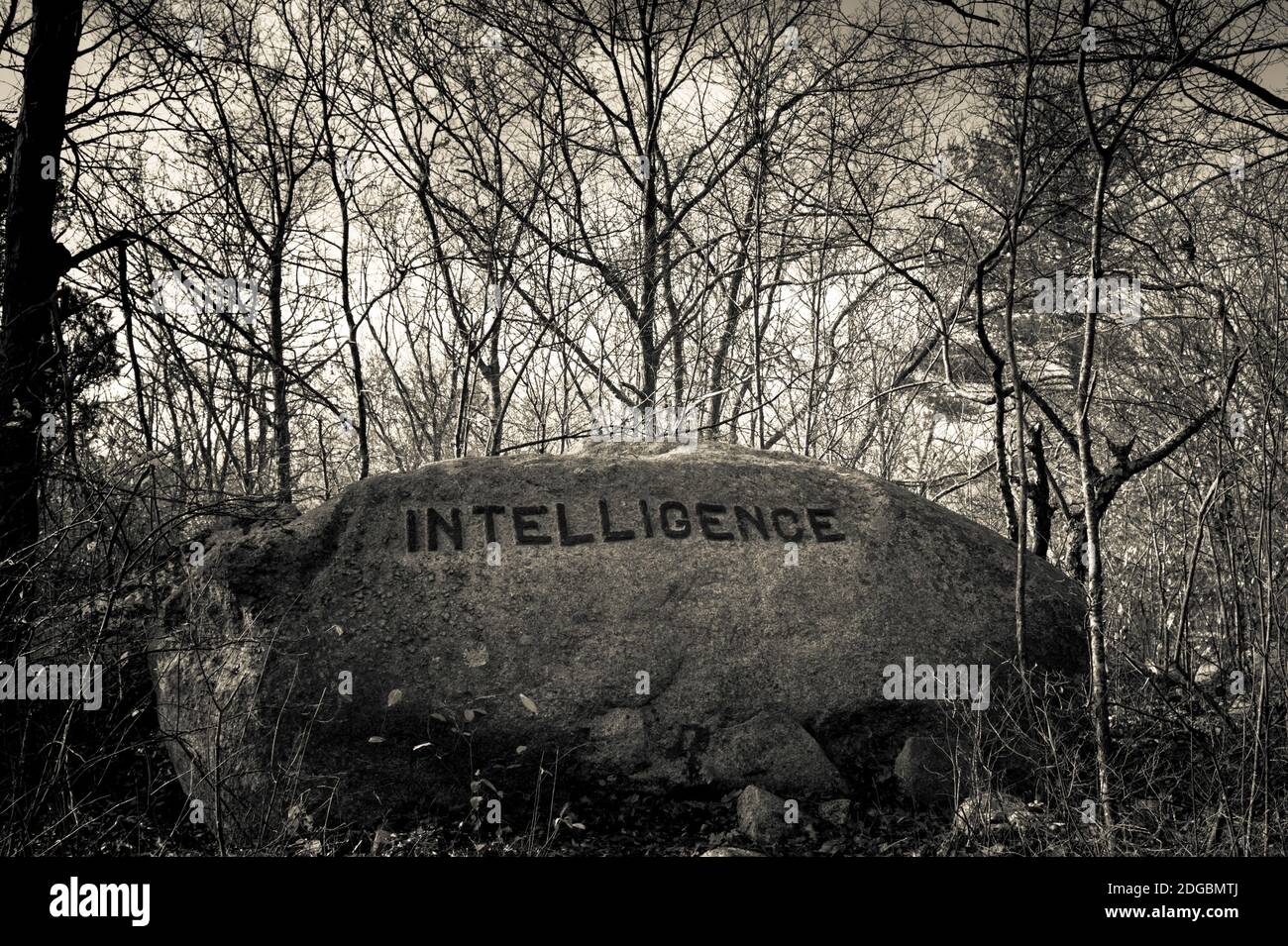 Dogtown rock with inspirational word 'Intelligence', Gloucester, Cape Ann, Essex County, Massachusetts, USA Stock Photo