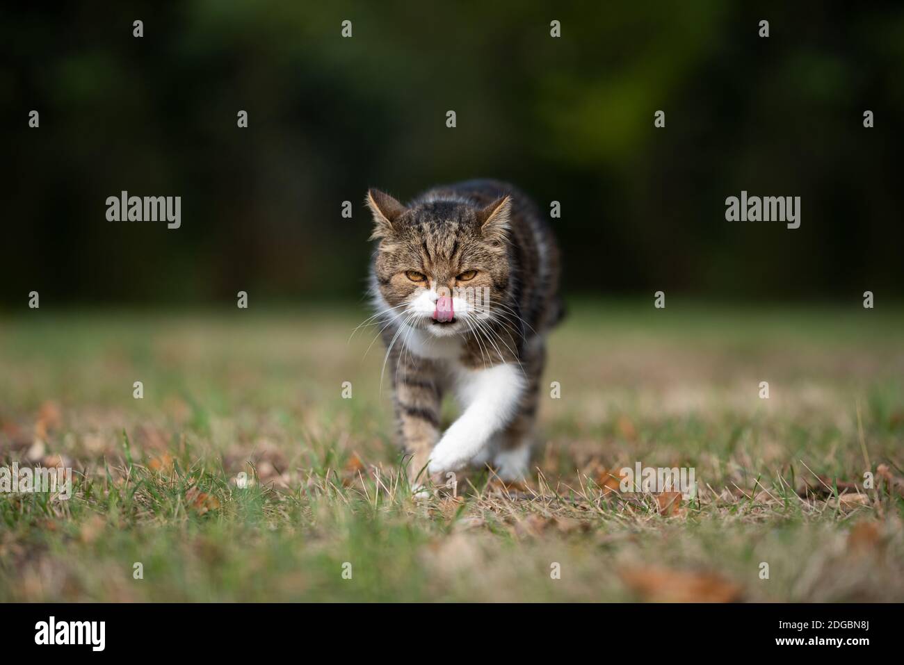 tabby white british shorthair cat walking towards camera outdoors on the prowl licking over lips Stock Photo