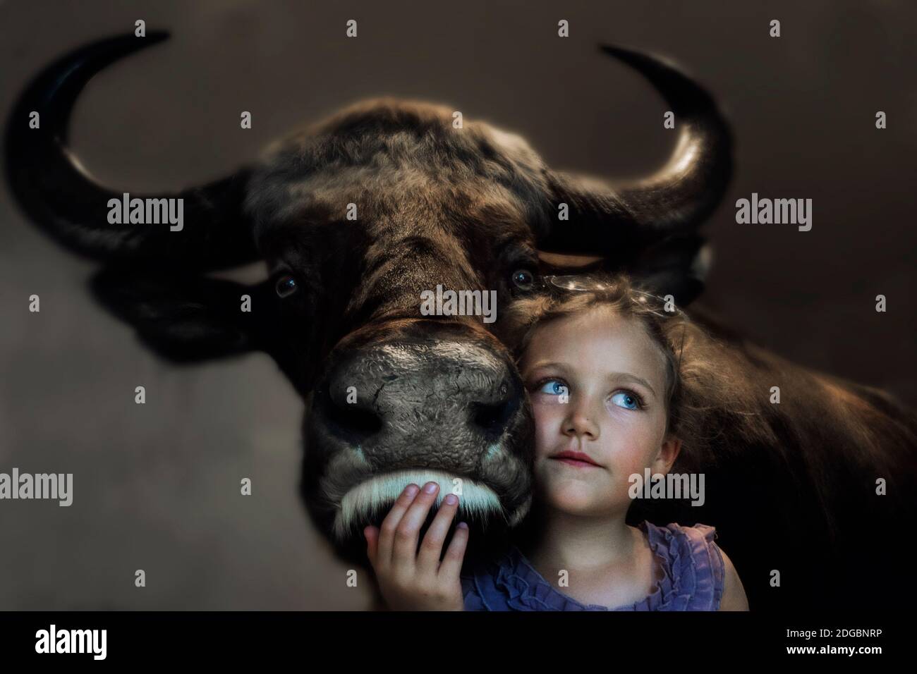 Portrait of a smiling girl standing with an ox Stock Photo