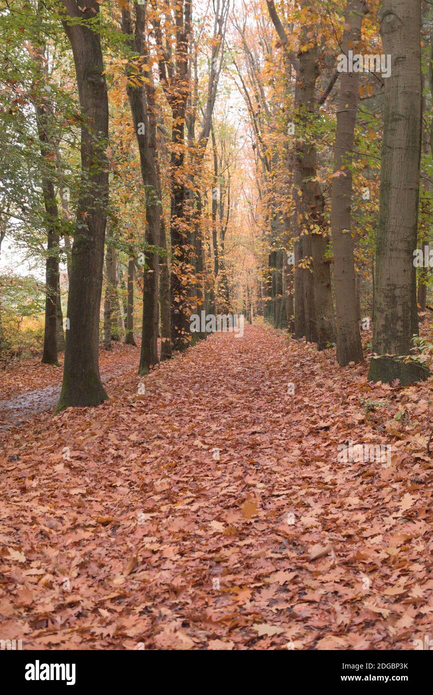 Vertical shot pathway leaves hi-res stock photography and images - Alamy