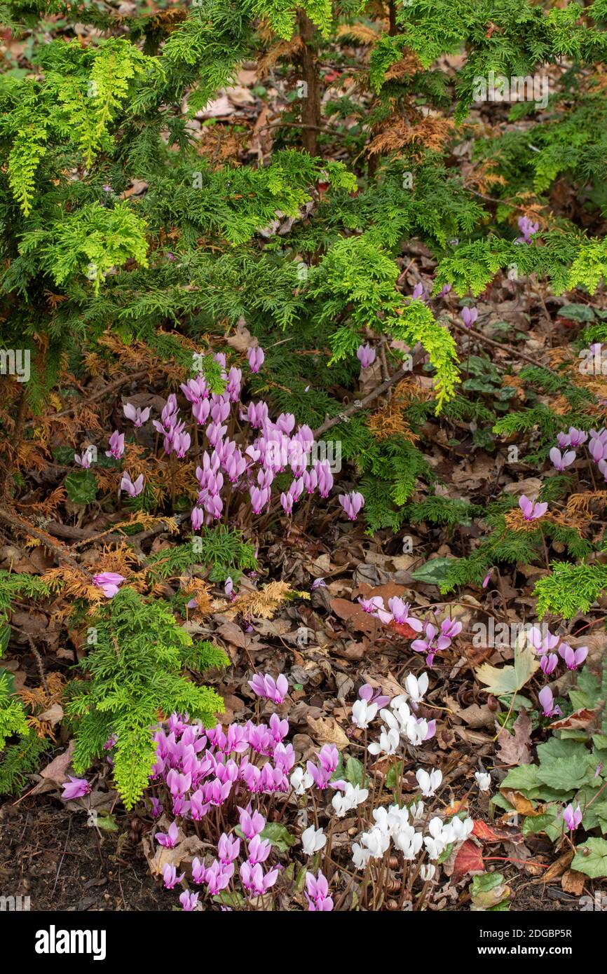 Intimate garden landscape featuring Chamaecyparis Obtusa (background) with flowering Cyclamen in the foreground. Stock Photo