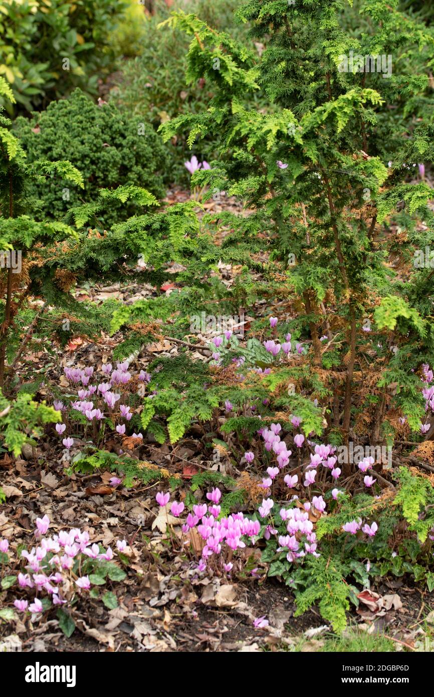 Intimate garden landscape featuring Chamaecyparis Obtusa (background) with flowering Cyclamen in the foreground. Stock Photo