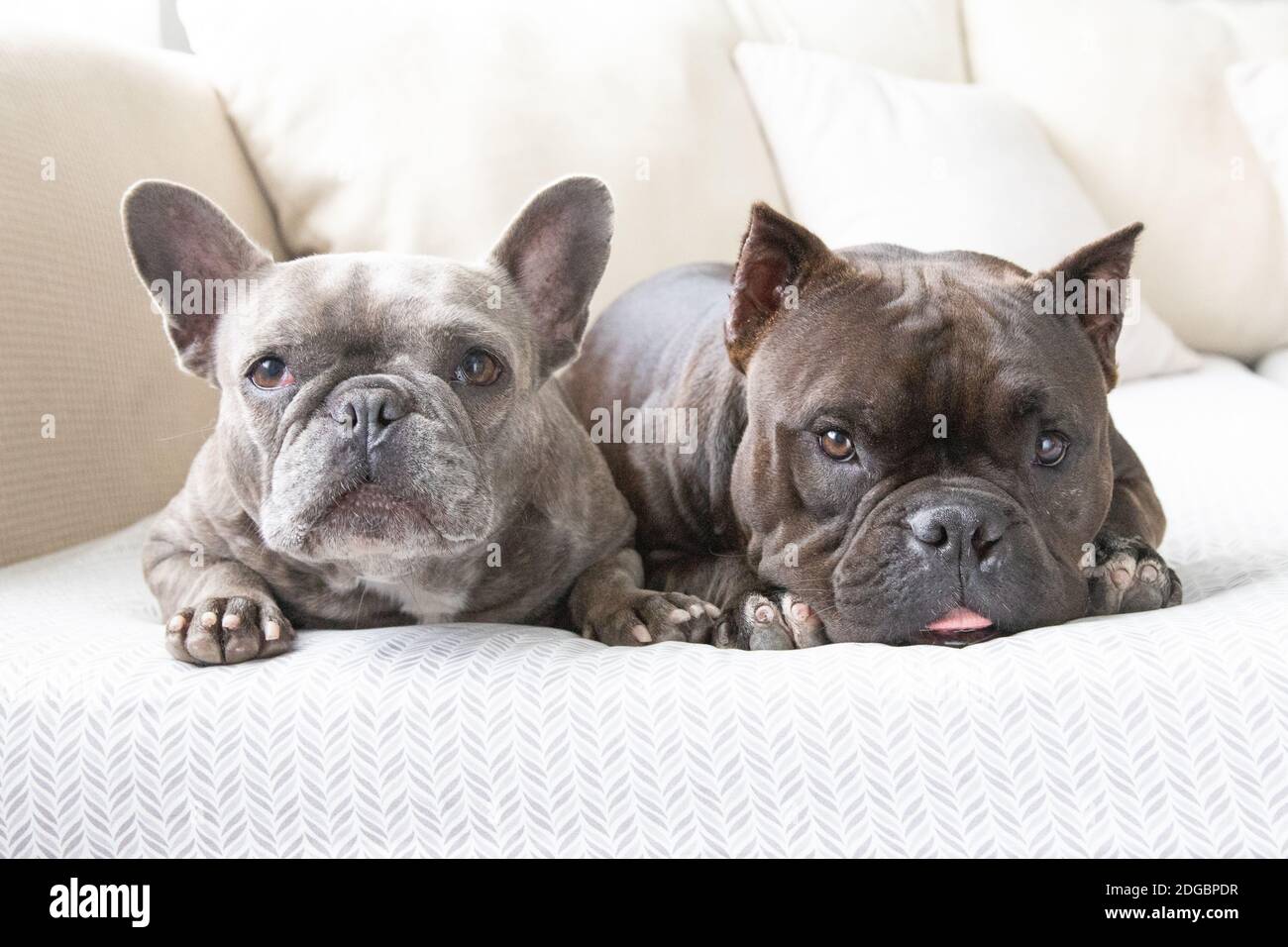 Portrait of two French bulldogs lying on a sofa Stock Photo