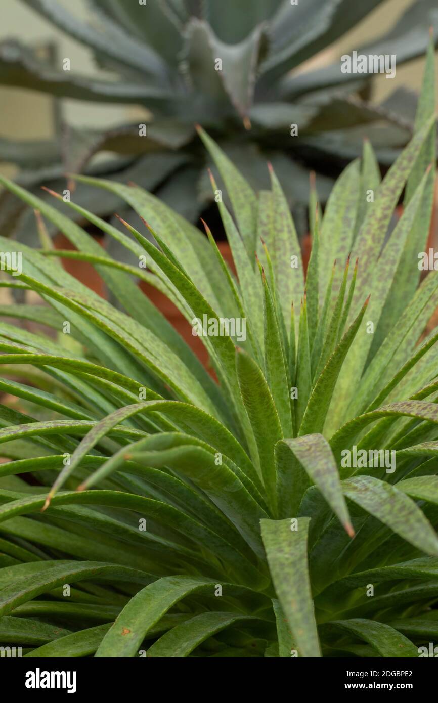 Agave 'Bad Hair Day' foliage plant Stock Photo - Alamy