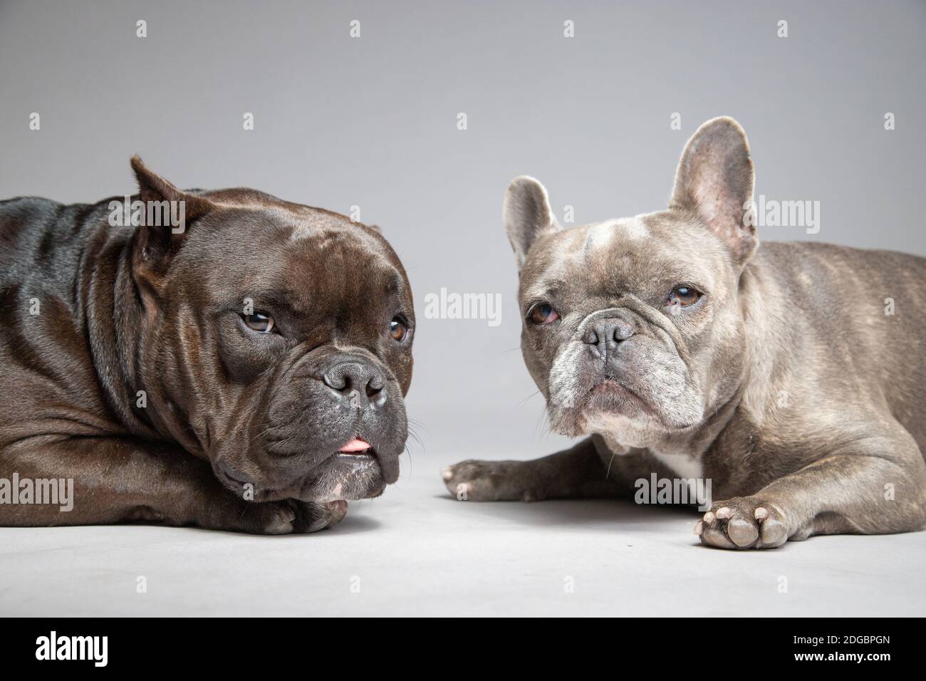 Portrait of two French bulldogs lying on floor Stock Photo