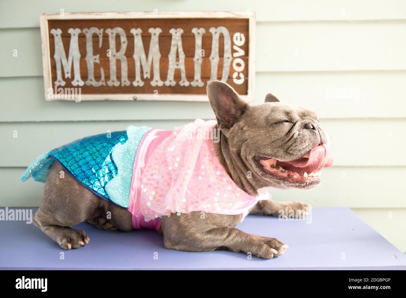 Portrait of a French bulldog by a Mermaid Cove sign wearing a mermaid costume Stock Photo