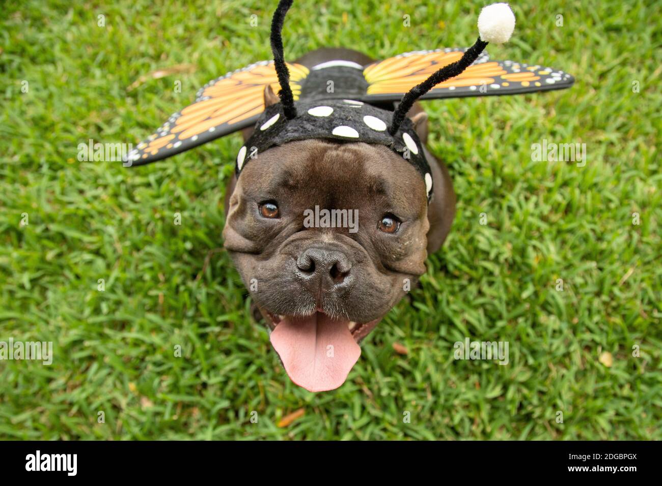 Portrait of a French bulldog standing in garden wearing a honey bee costume Stock Photo