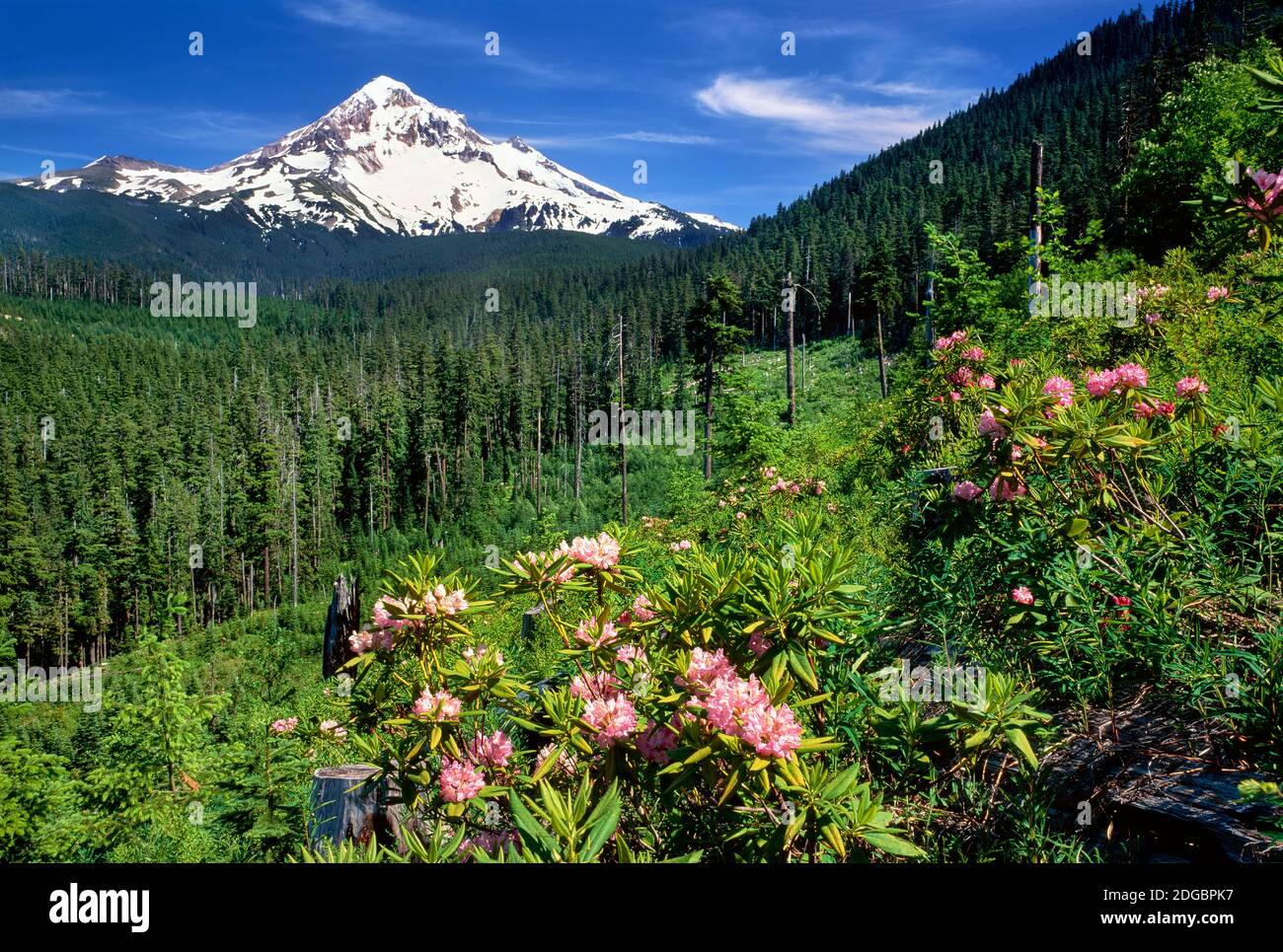Rhodendron flowers blooming on plant with mountain range in the background, Mt Hood, Lolo Pass, Mt Hood National Forest, Oregon, USA Stock Photo