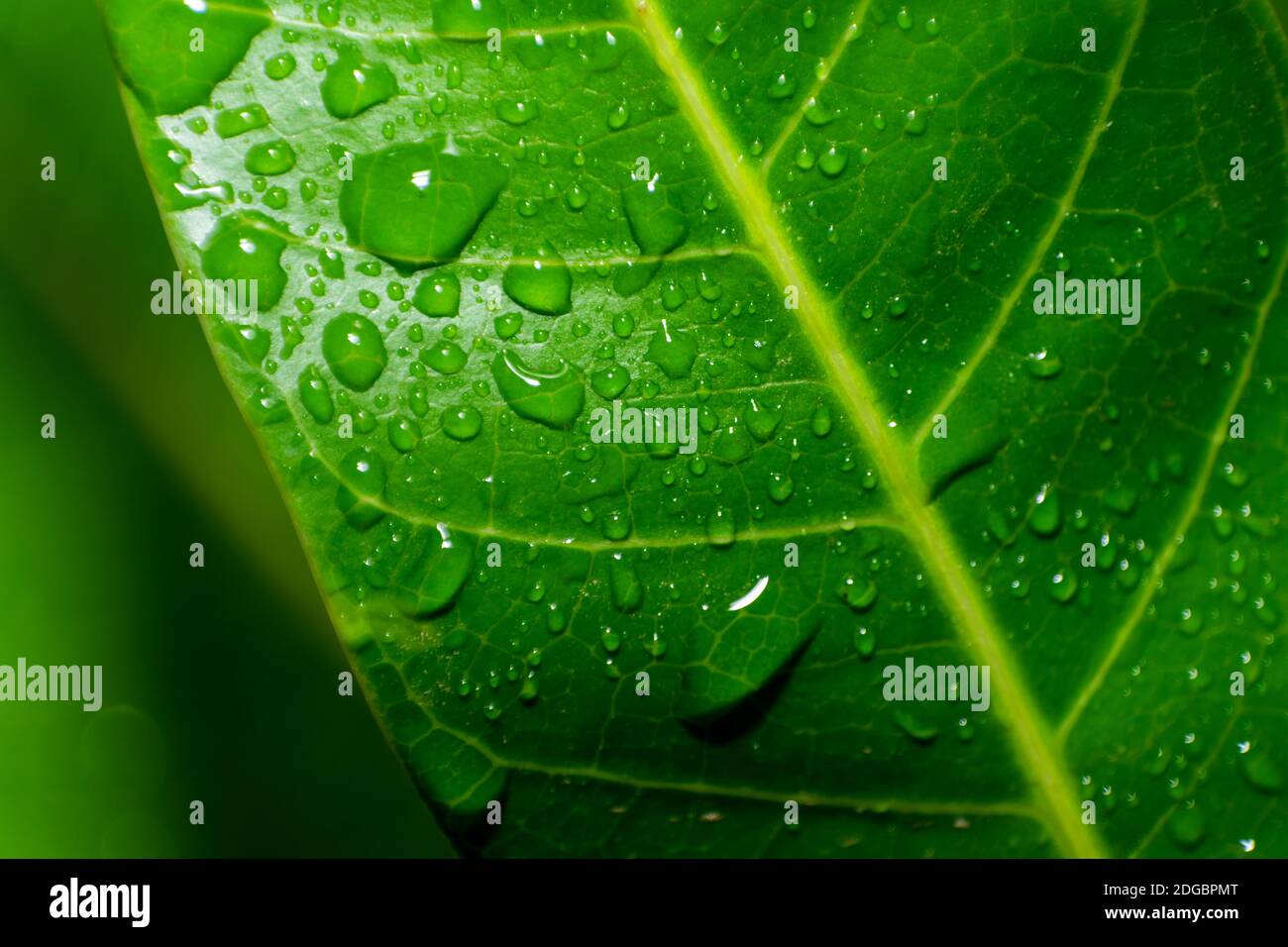 The natural background of the Green mango leaf closes up with raindrops and selective focus. Stock Photo