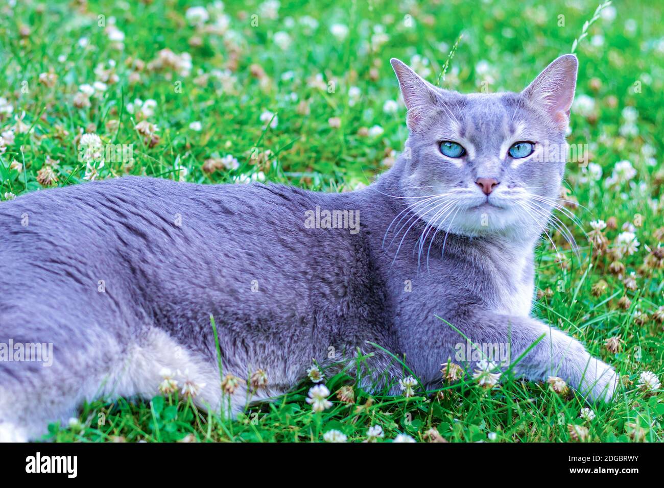 Gray cat with bright green eyes lying on a green, clover meadow Stock Photo