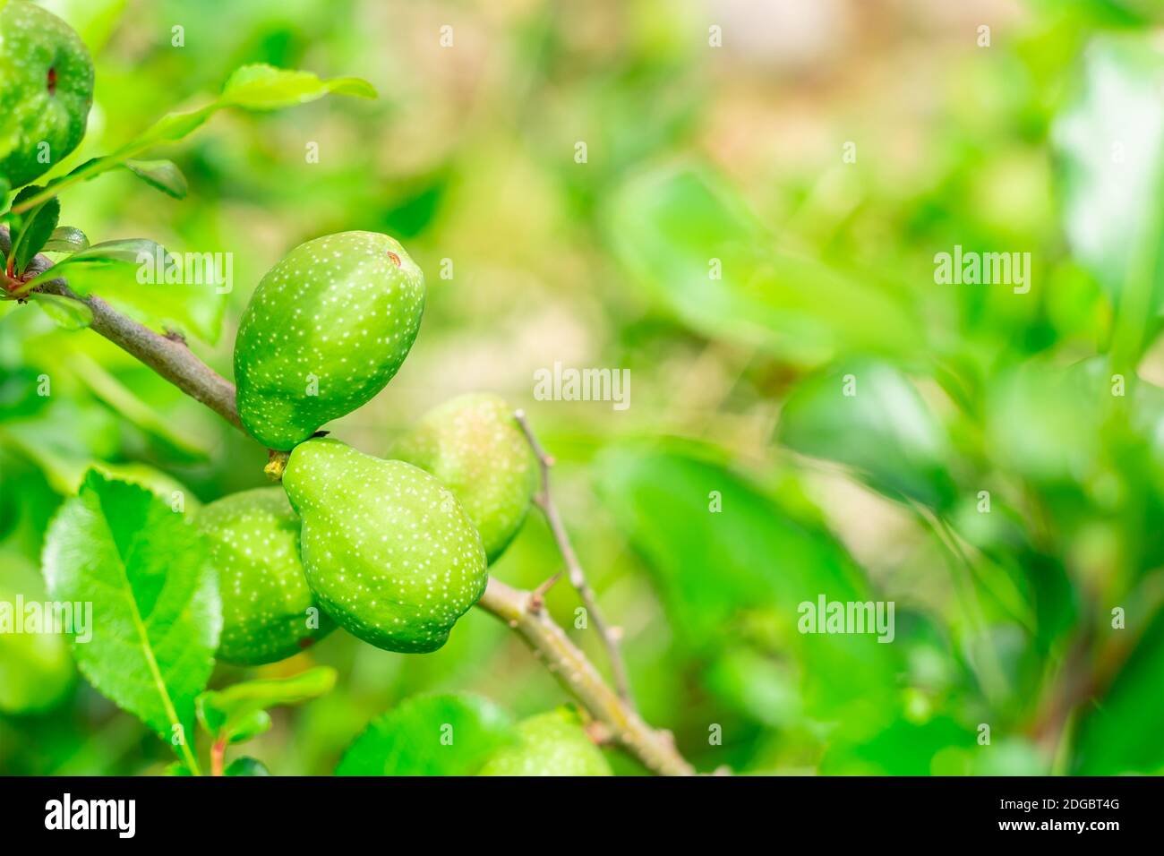 Pair of green unripe pears growing on a tree branch with copy space Stock Photo