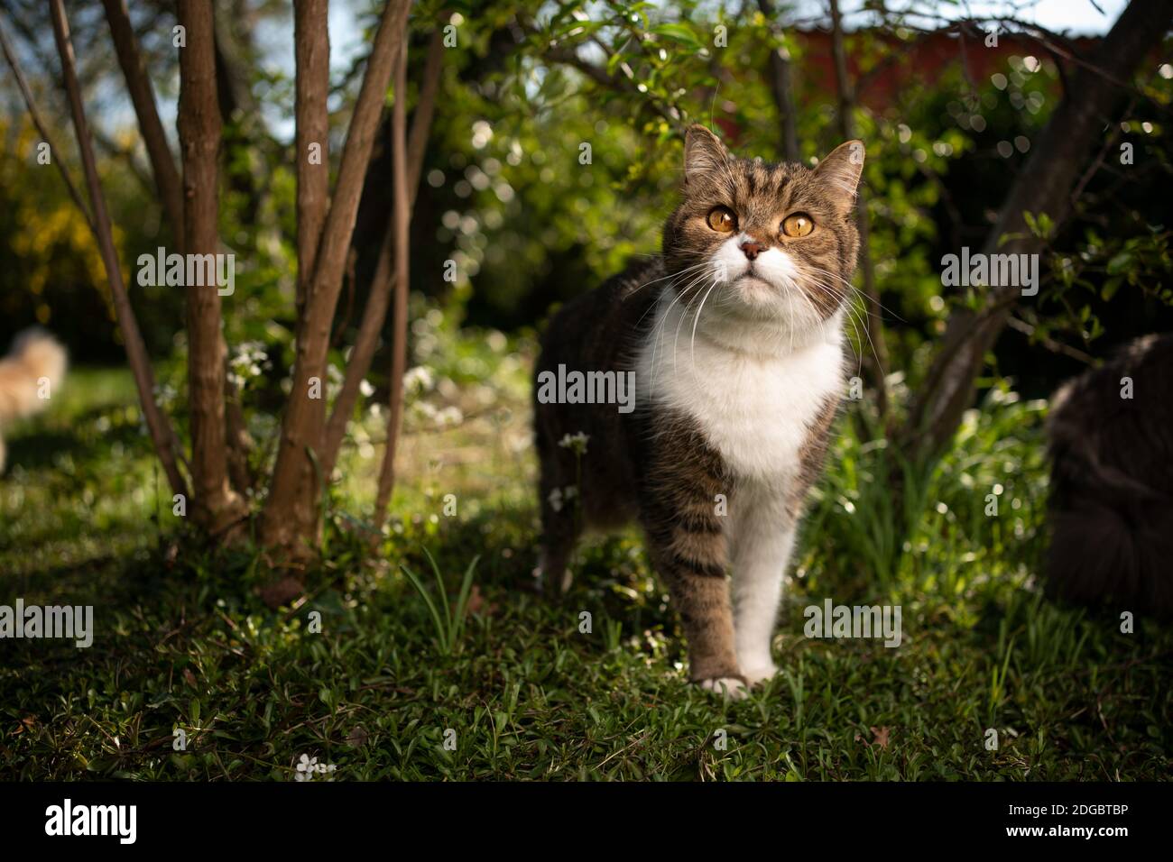 portrait of a tabby white british shorthair cat standing on meadow ...