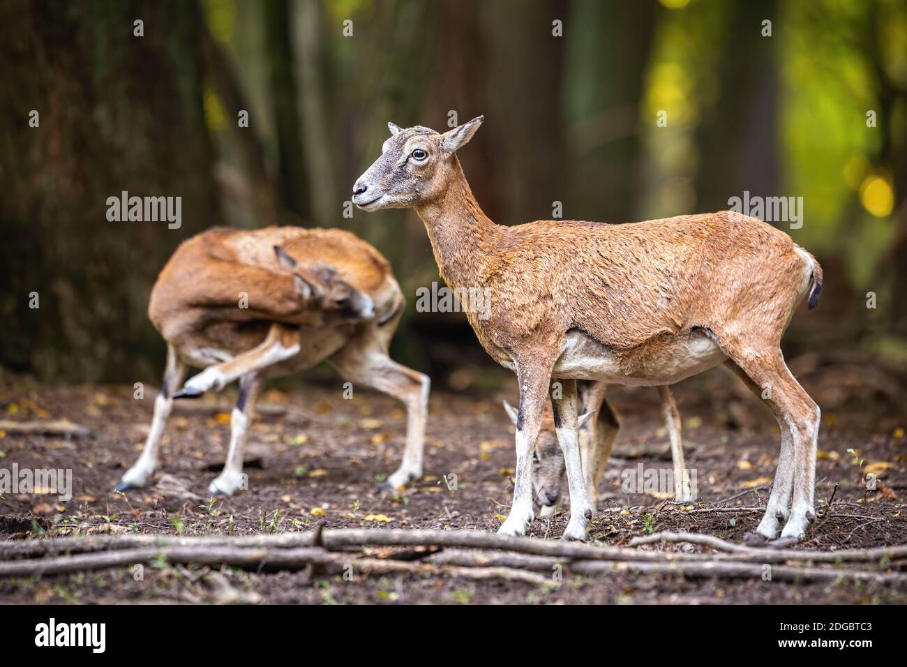 Two mouflons standing in forest in autumn nature. Stock Photo