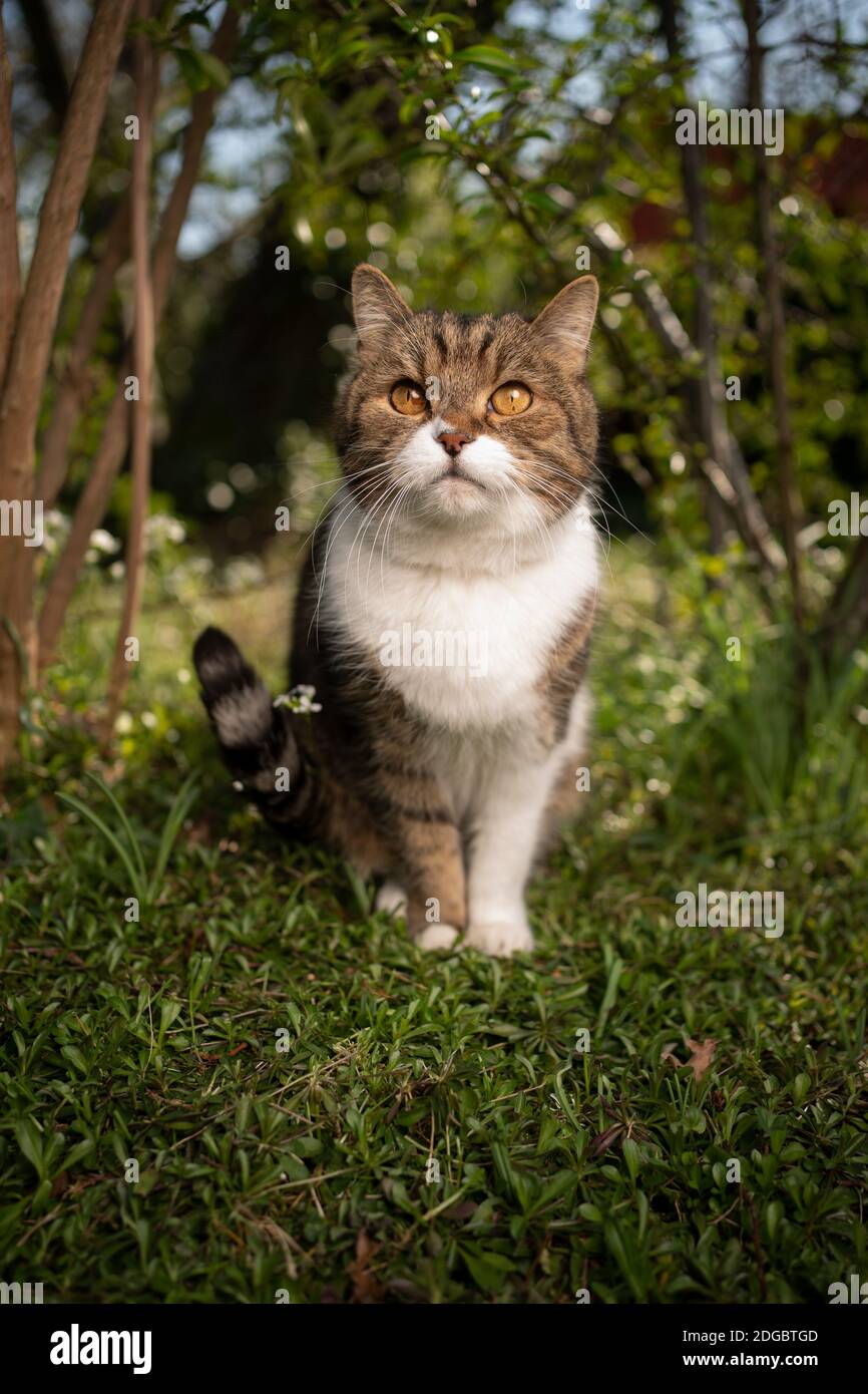 portrait of a tabby white british shorthair cat standing on meadow ...