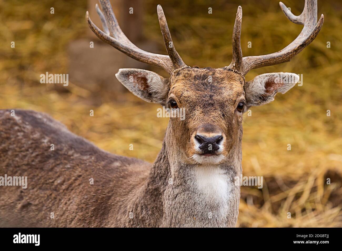 Deer brown noble animal portrait horned wild close-up cute Stock Photo
