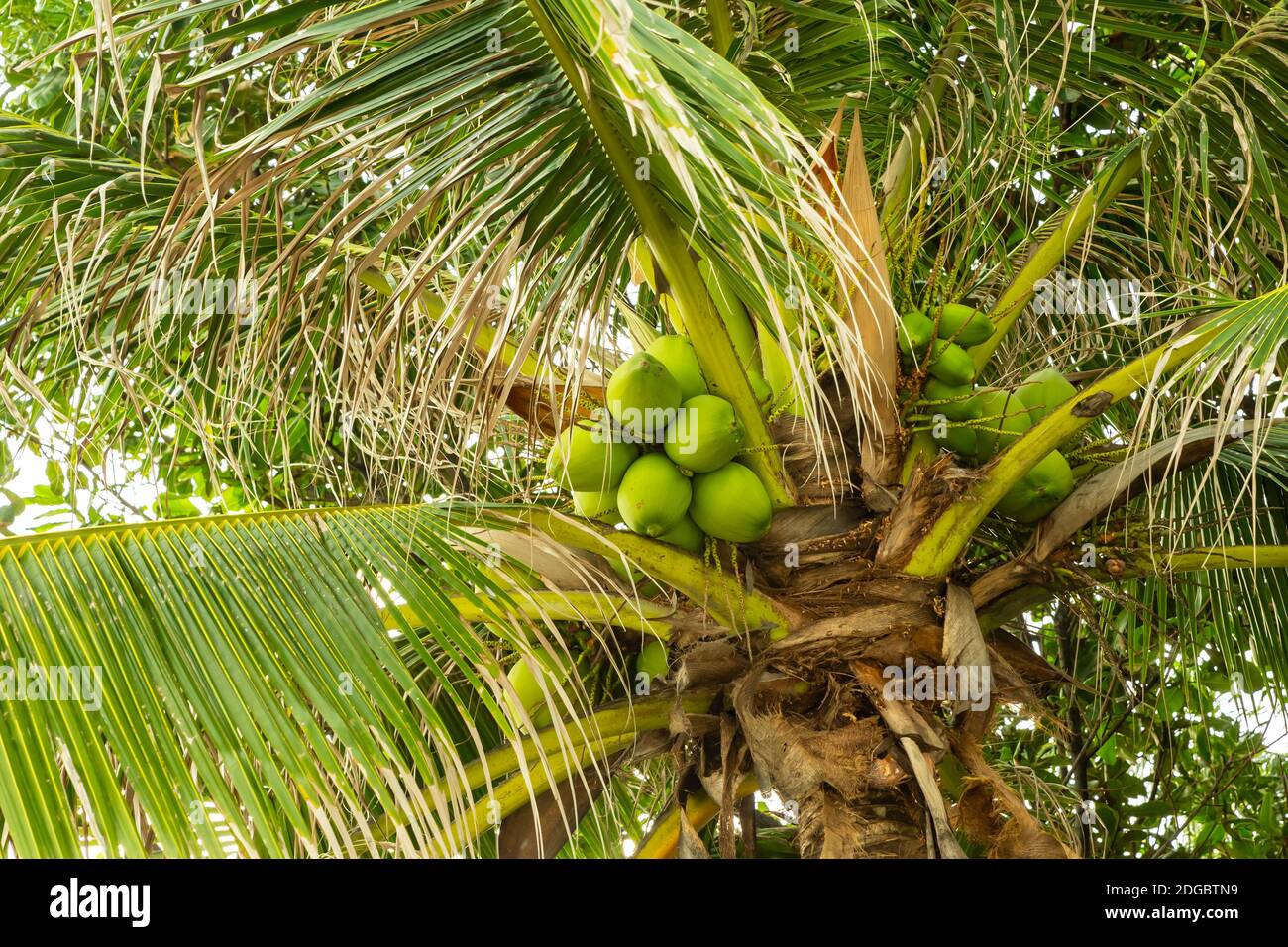 Green coconuts grow high on a palm tree among thick leaves background