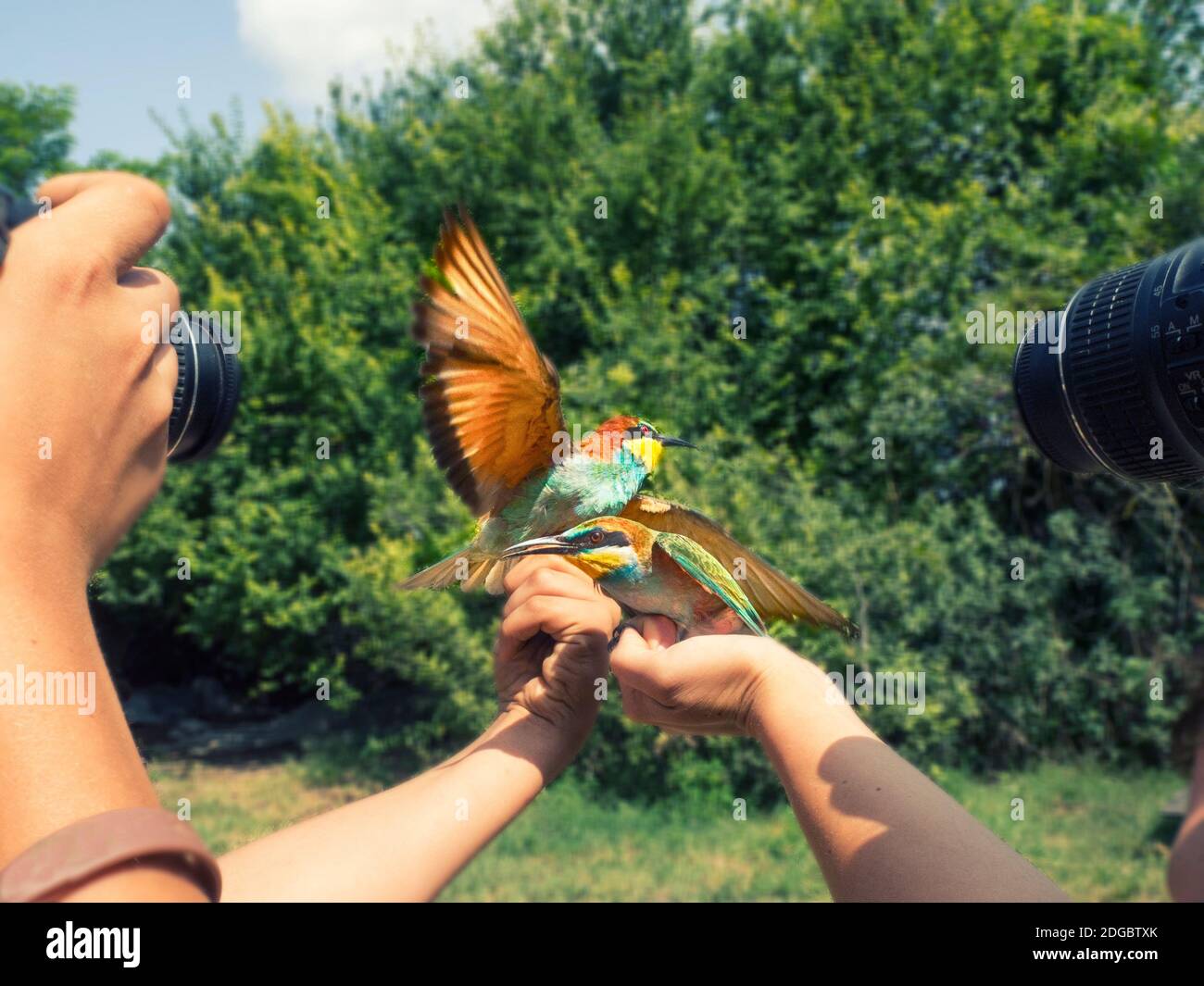 Two people photographing birds perched on their hands, Hungary Stock Photo