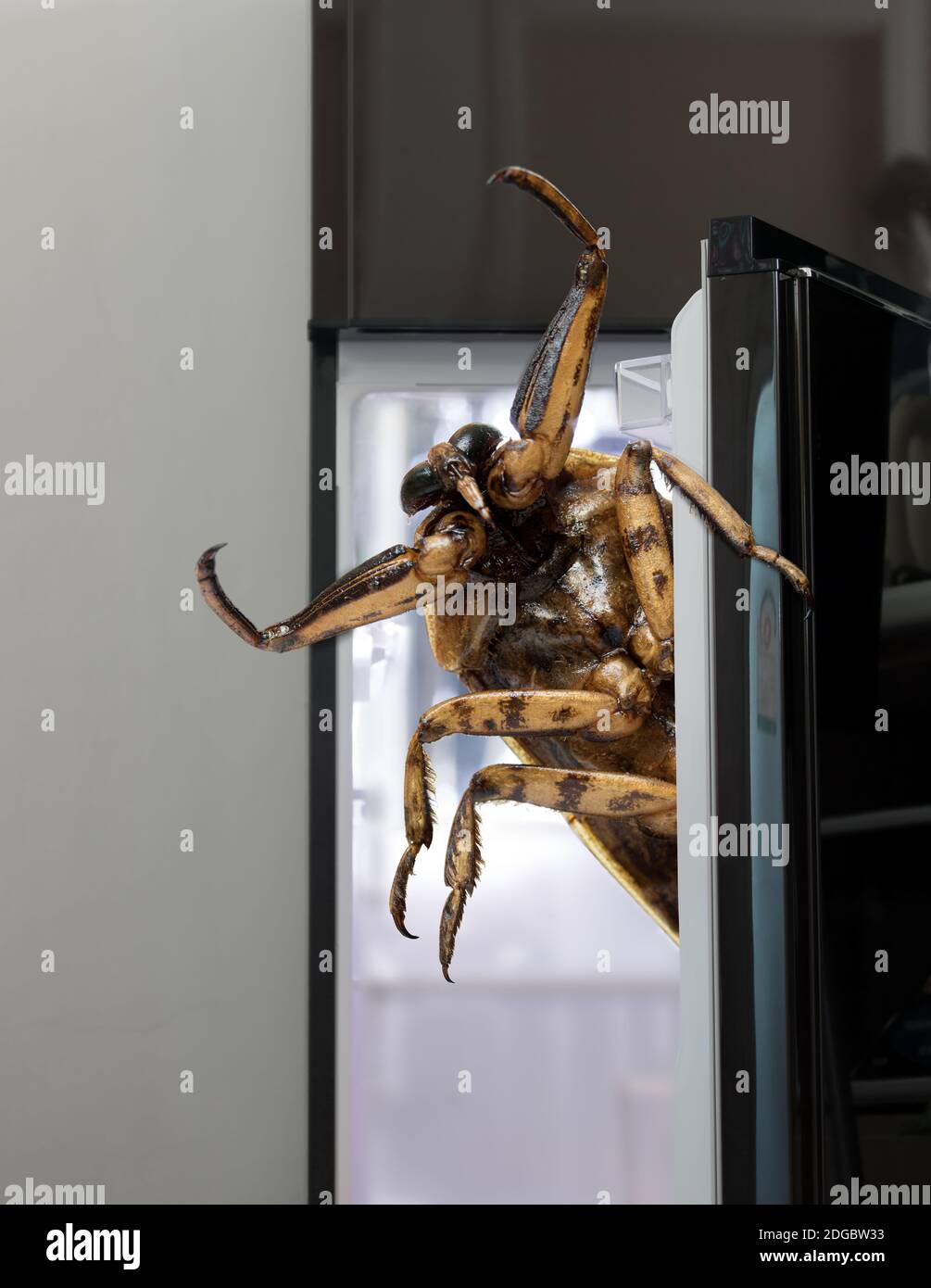 A giant fried Giant Water Bug - Lethocerus indicus peeks out of an open refrigerator door. Stock Photo