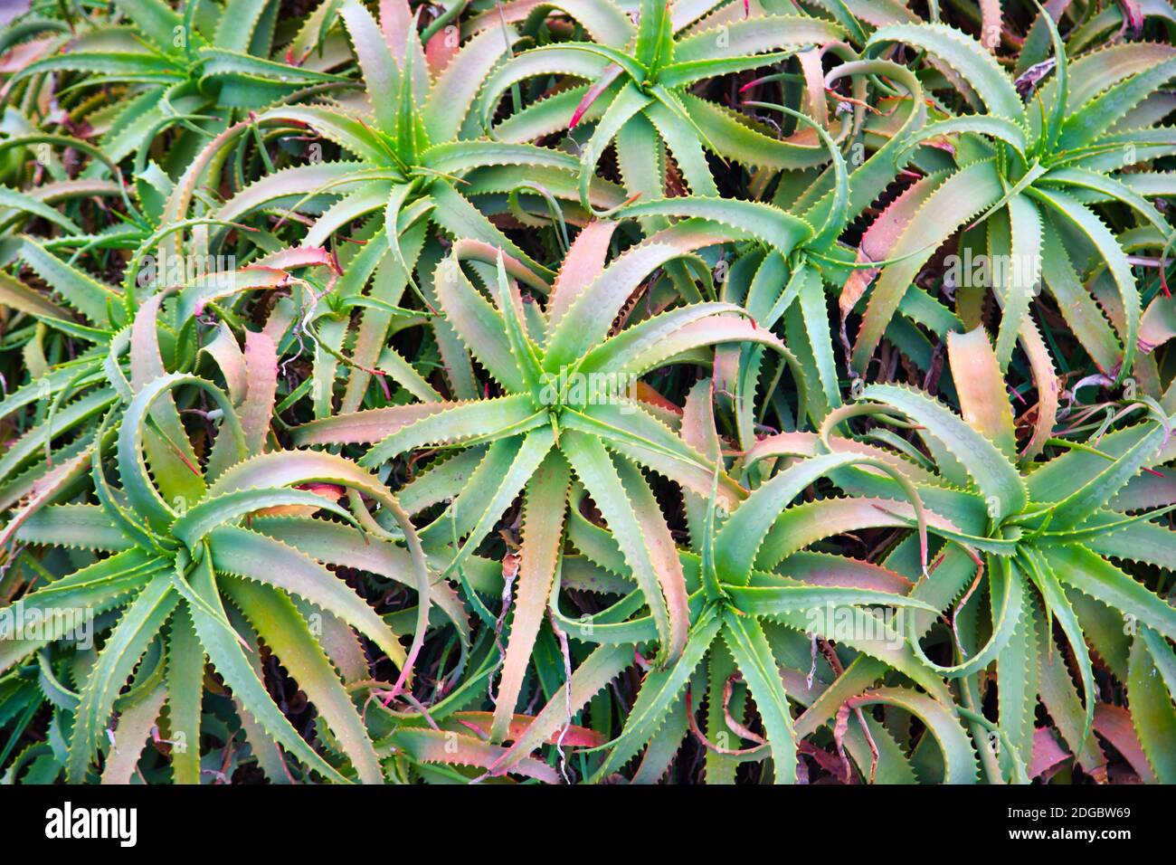 Aloe arborescens Mill. Stock Photo