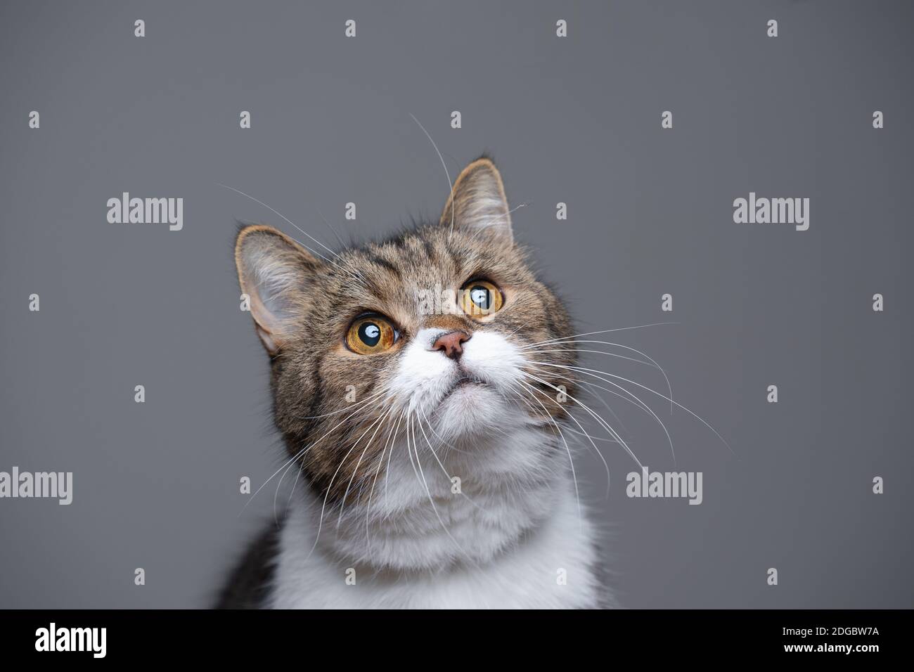 studio portrait of a cute tabby white british shorthair cat looking up ...